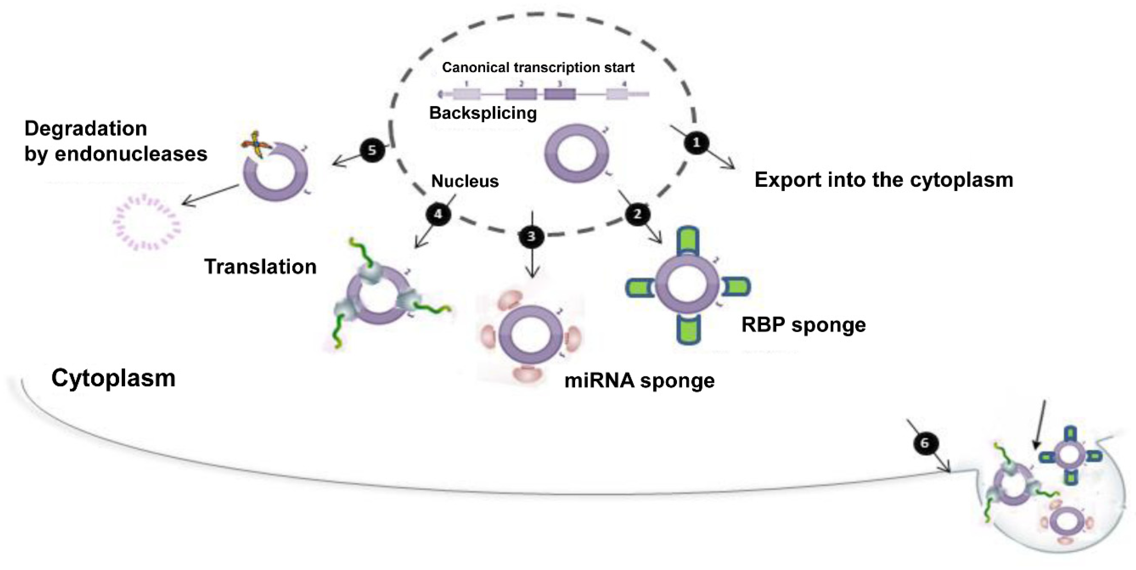 ires sequences ires sequences