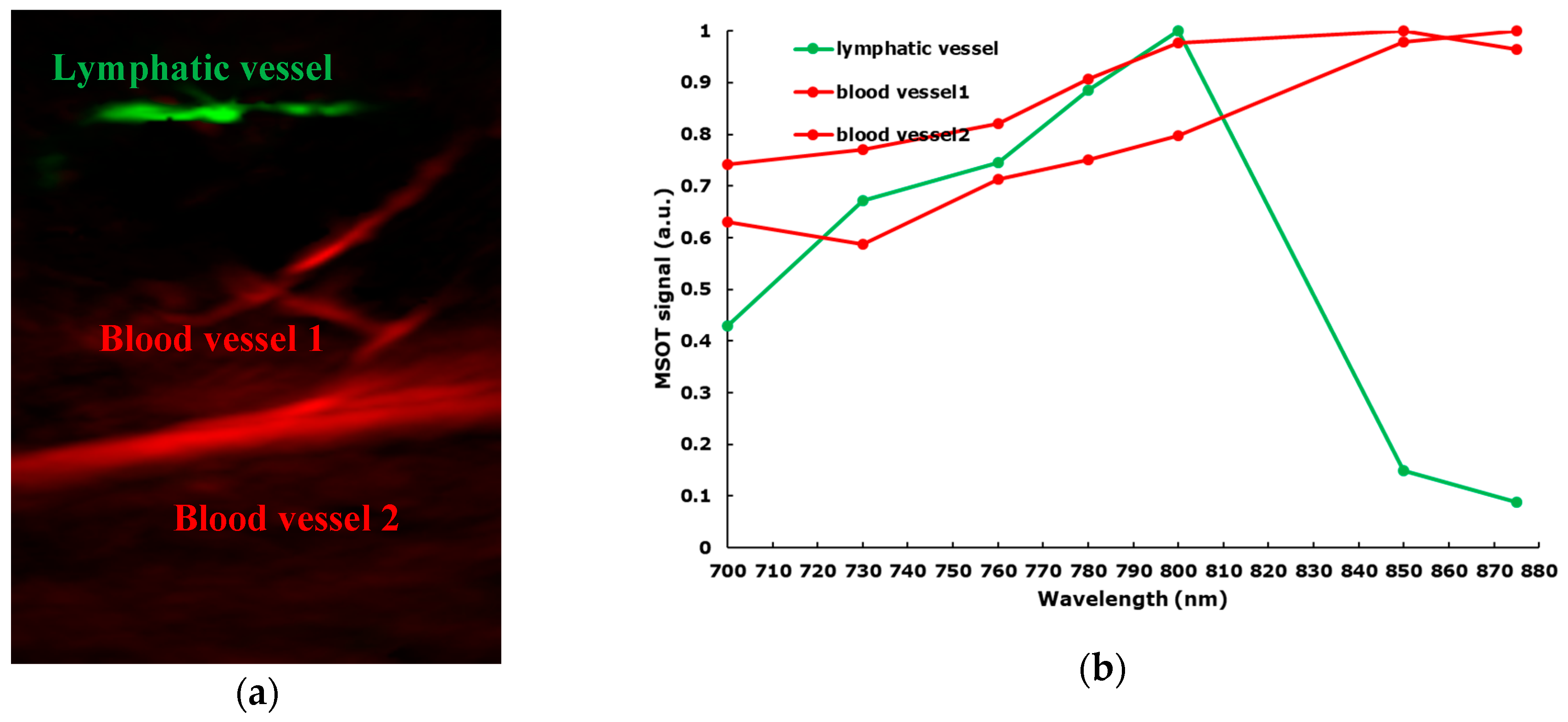 Jcm 09 00815 g002 Jcm 09 00815 g002