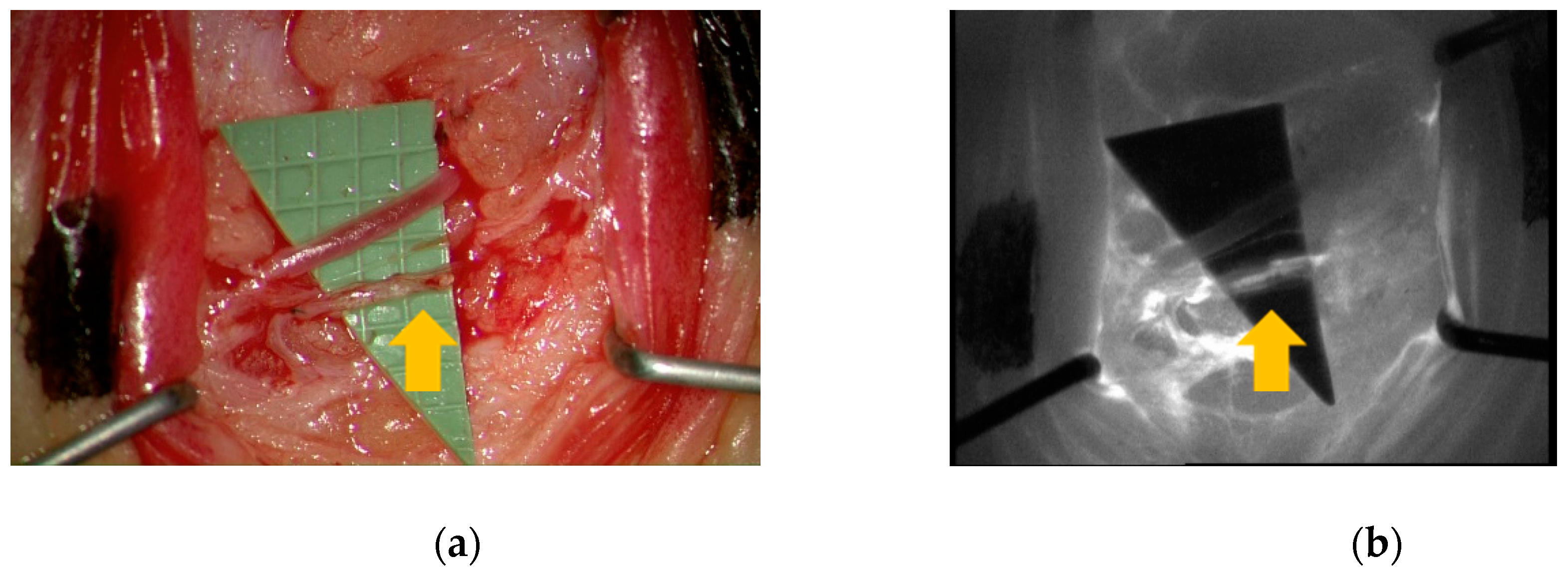 Jcm 09 00815 g007 Jcm 09 00815 g007