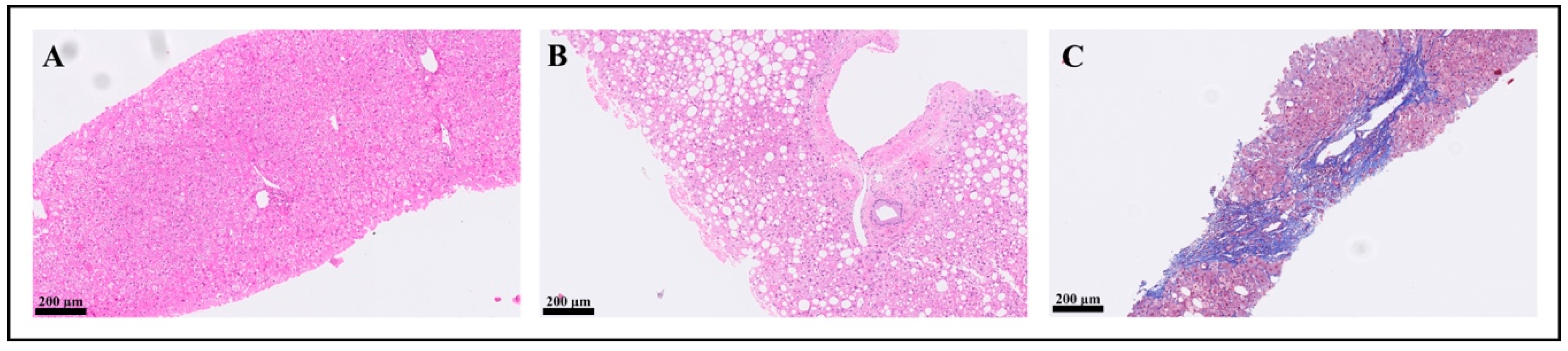 Jcm 09 00933 g002 Jcm 09 00933 g002