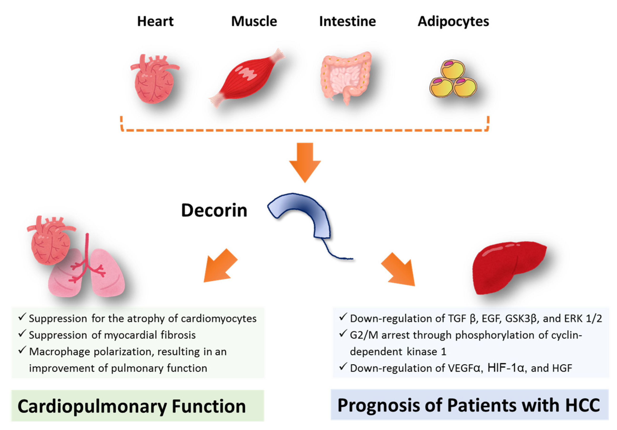 Impact of Decorin on the Physical Function and Prognosis of 