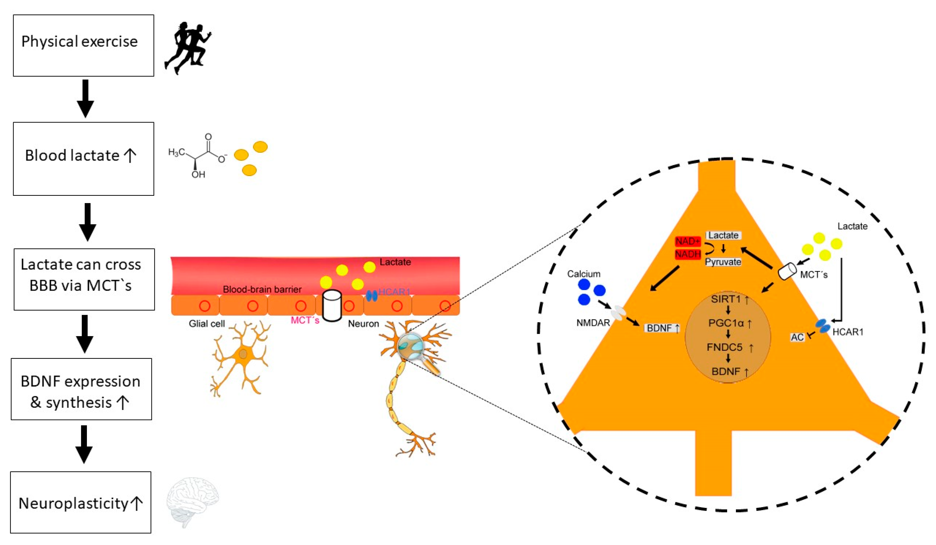 Jcm Free Full Text Lactate And Bdnf Key Mediators Of Exercise Induced Neuroplasticity Html