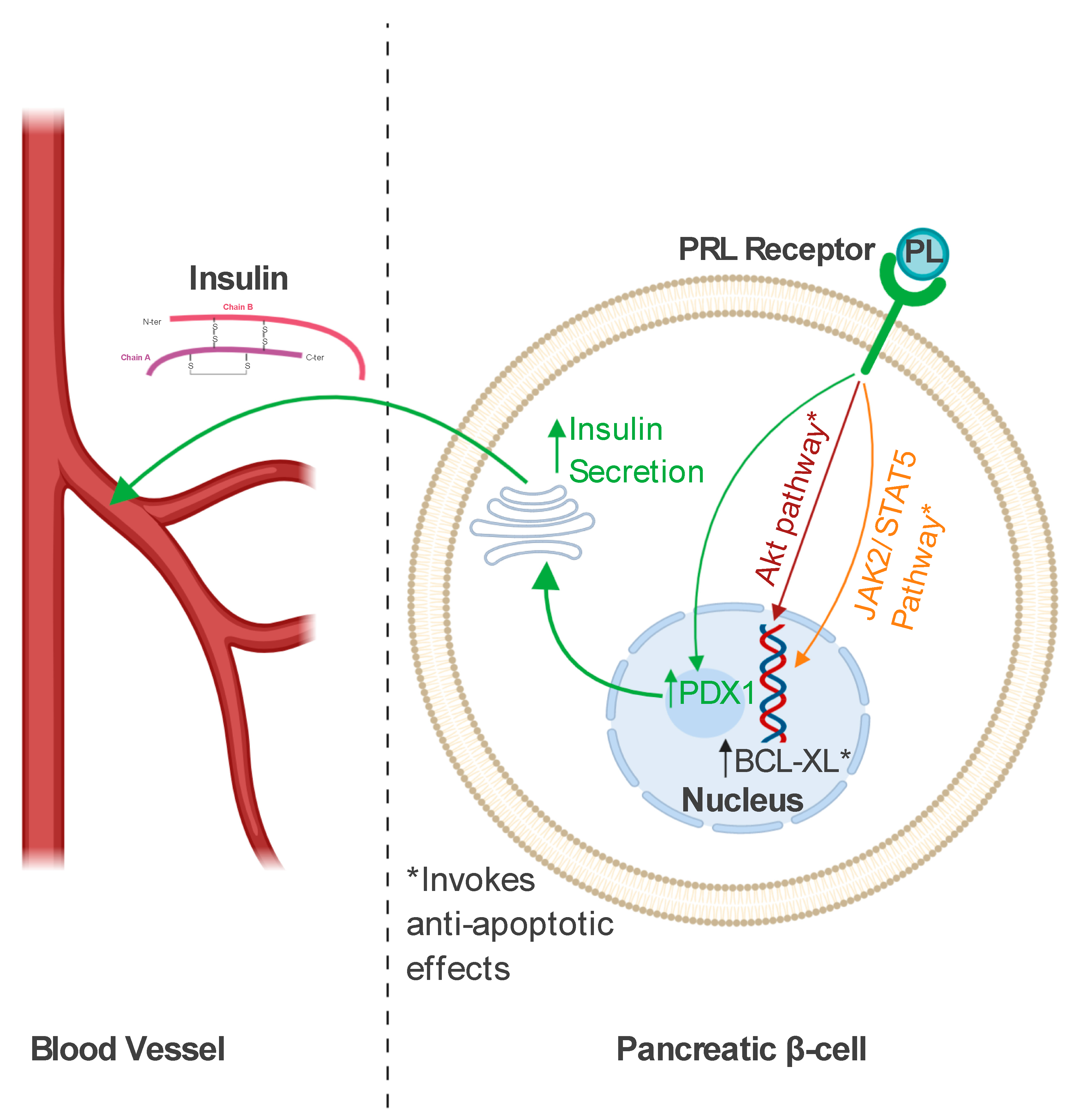 Placental lactogen diabetes a beginners guide to investing uk