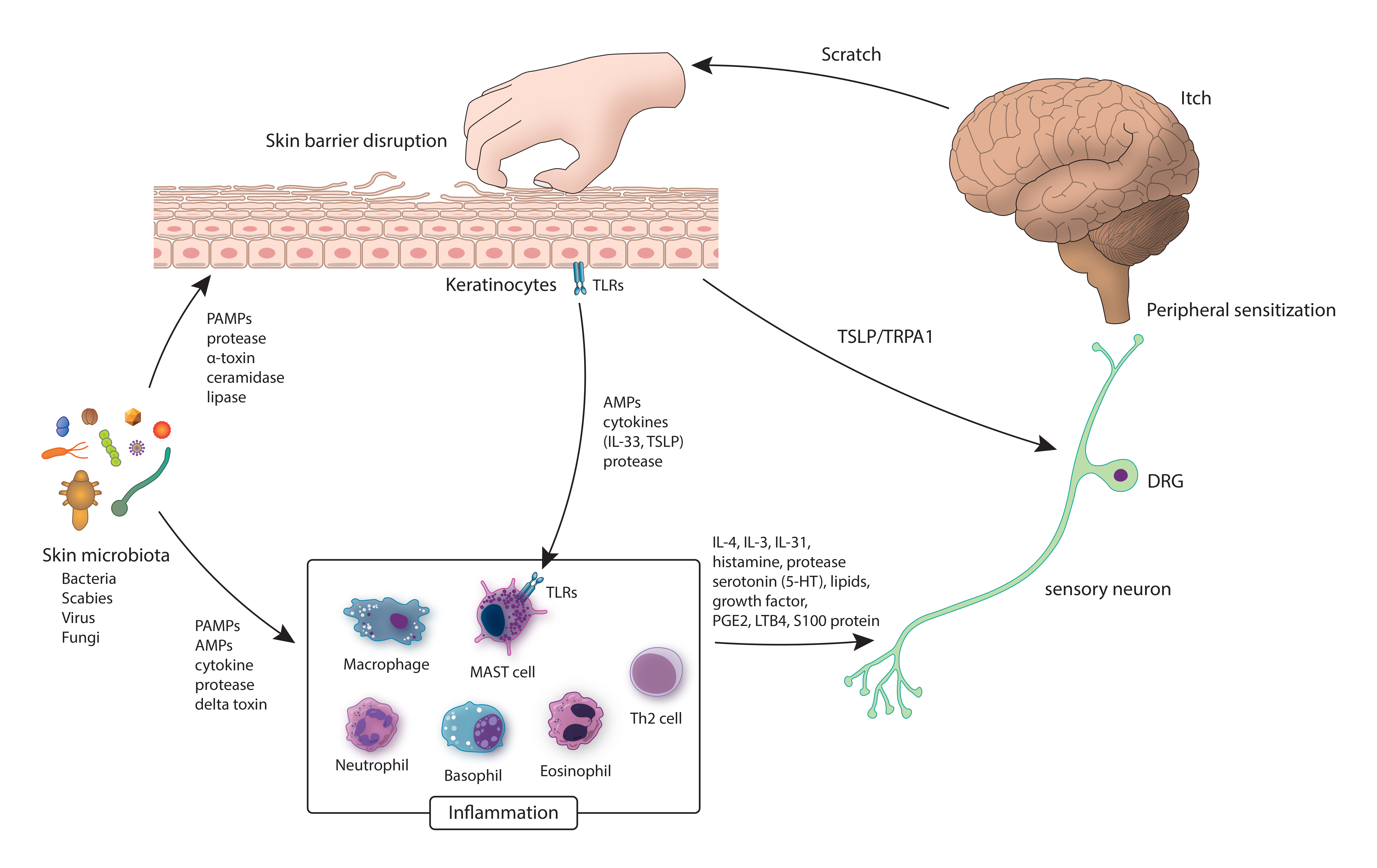 JCM Free FullText The Skin Microbiota and Itch Is There a Link