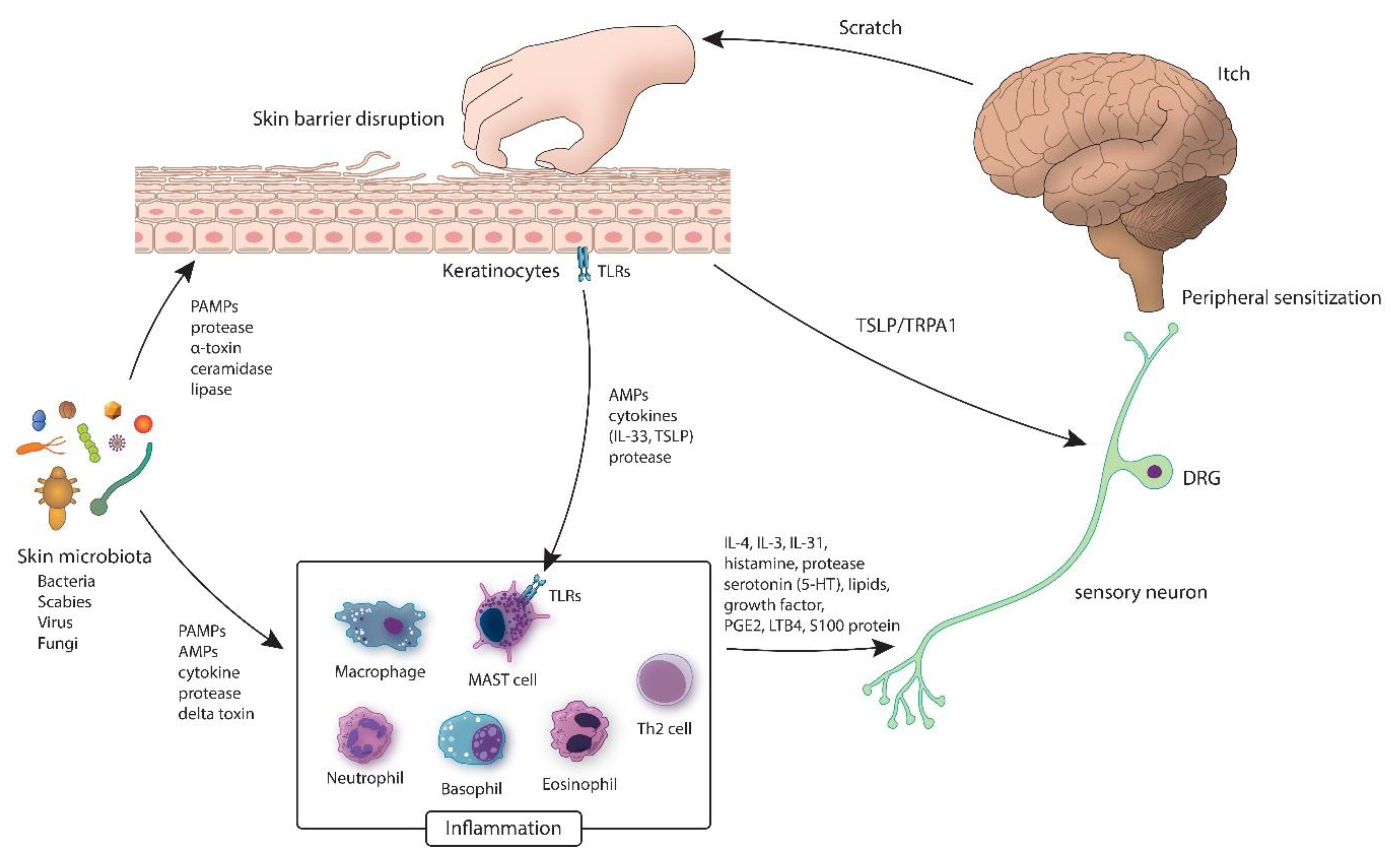 JCM Free Full-Text The Skin Microbiota and Itch Is There a Link?