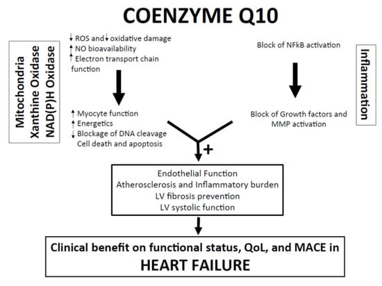 Coenzyme Q and exercise