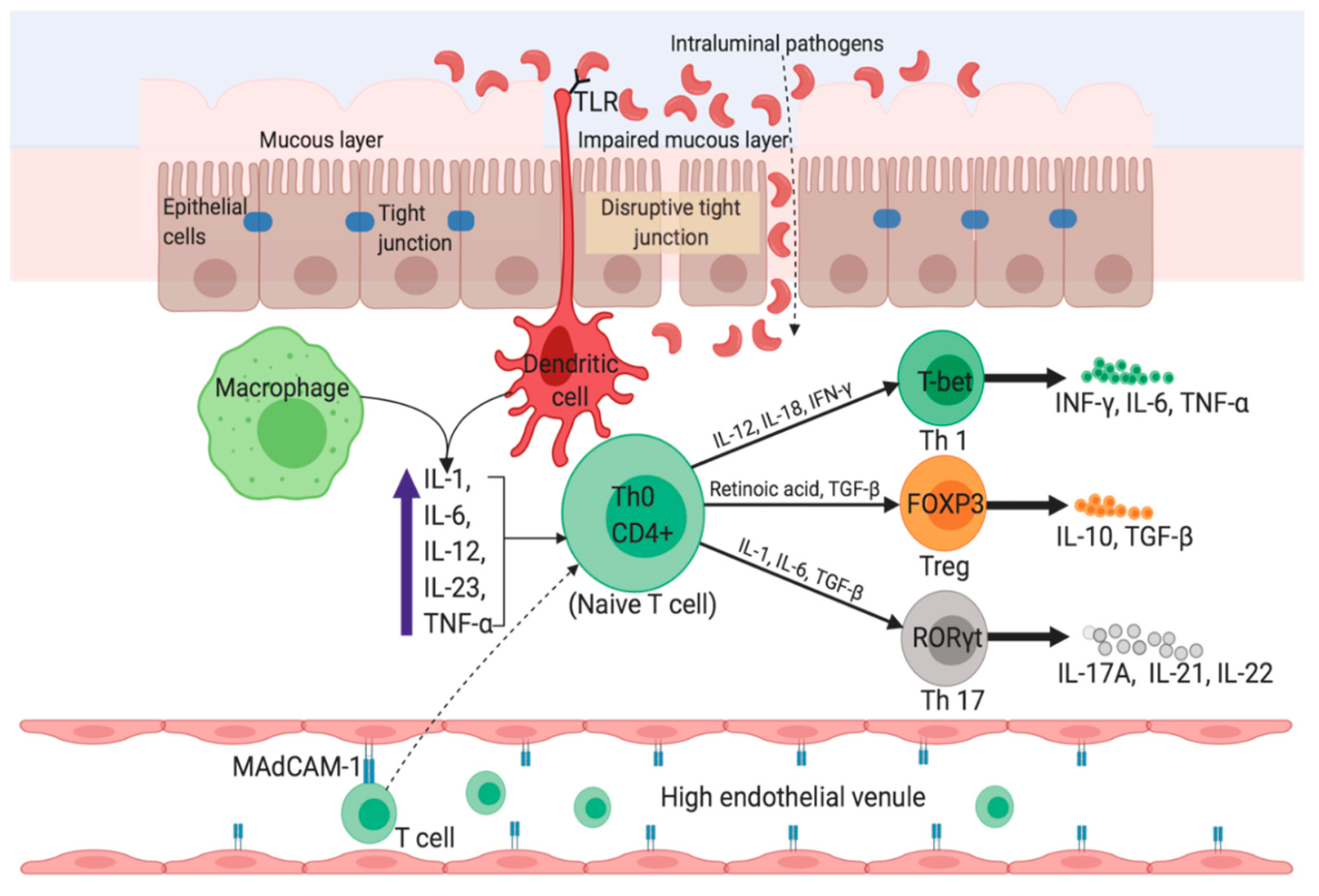 Jcm Free Full Text Revisiting Inflammatory Bowel Disease Pathology Treatments Challenges And Emerging Therapeutics Including Drug Leads From Natural Products Html Jcm Free Full Text Revisiting Inflammatory Bowel Disease Pathology Treatments Challenges And Emerging Therapeutics Including Drug Leads From Natural Products Html