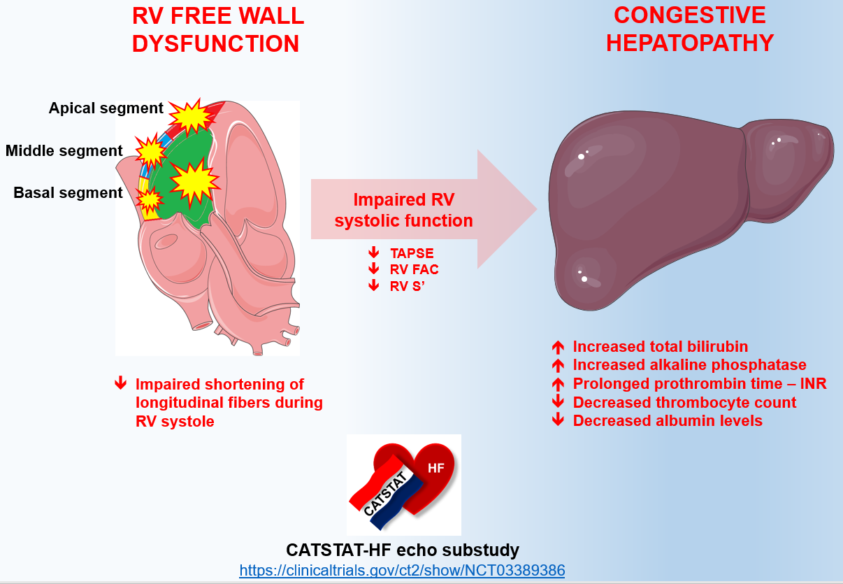 JCM Free FullText Right Ventricular Free Wall Strain and