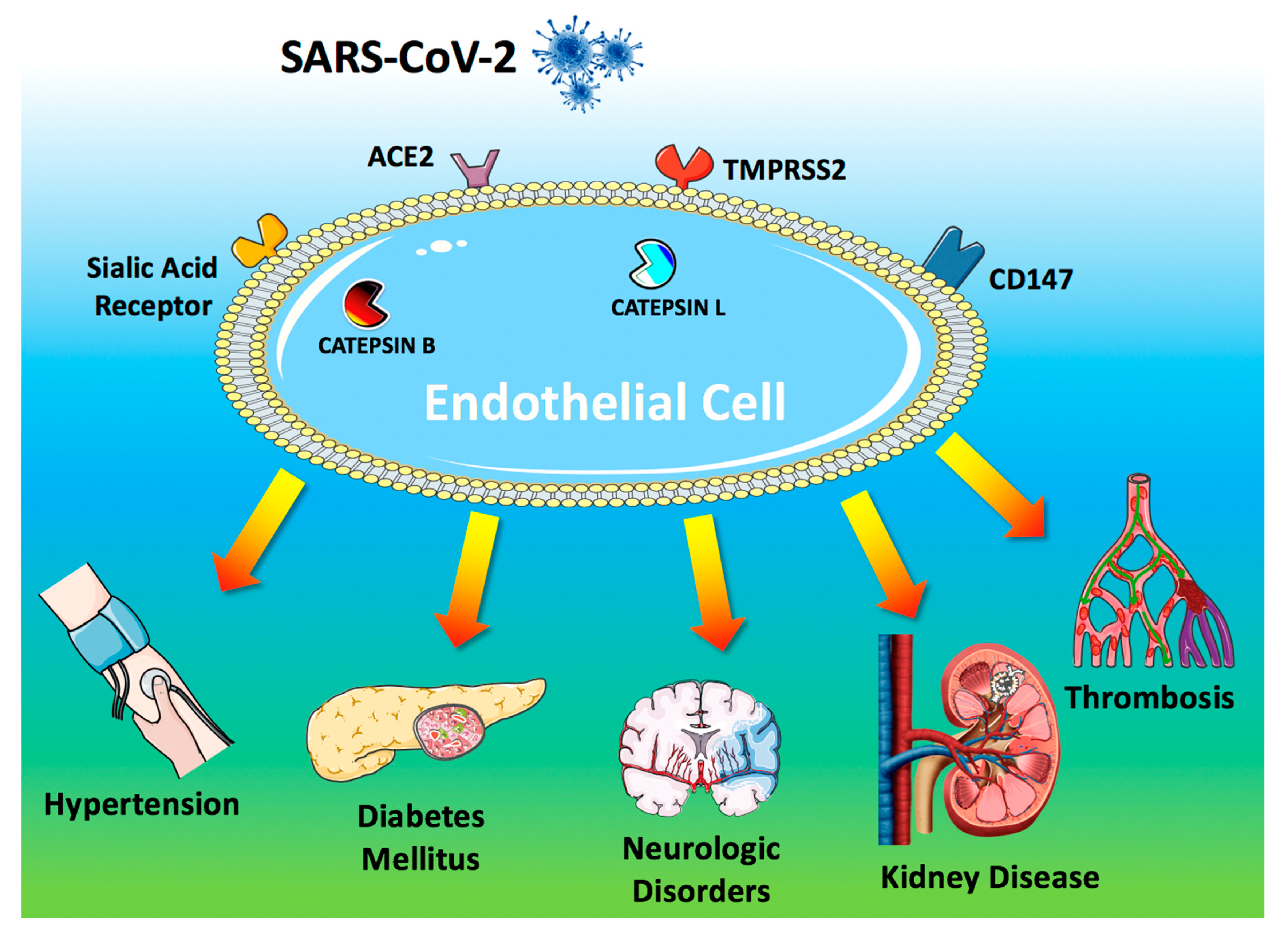 Hypertension and nephrology