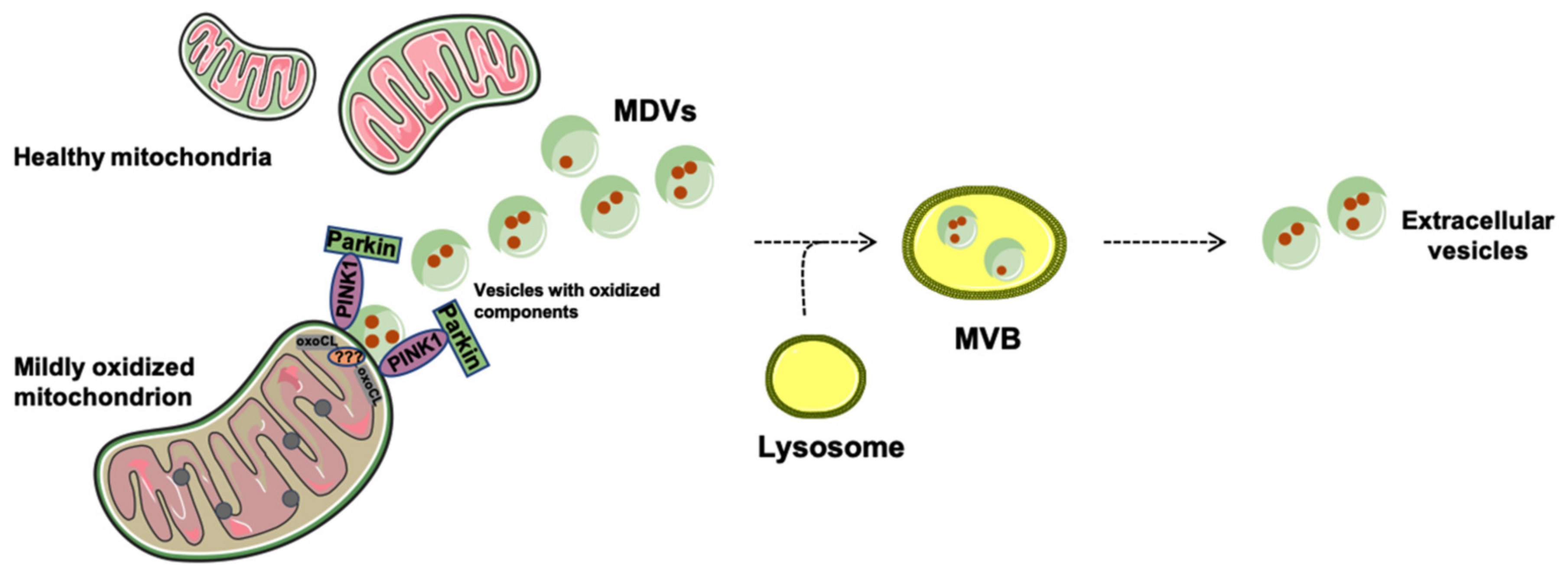 Jcm 09 01440 g002 Jcm 09 01440 g002