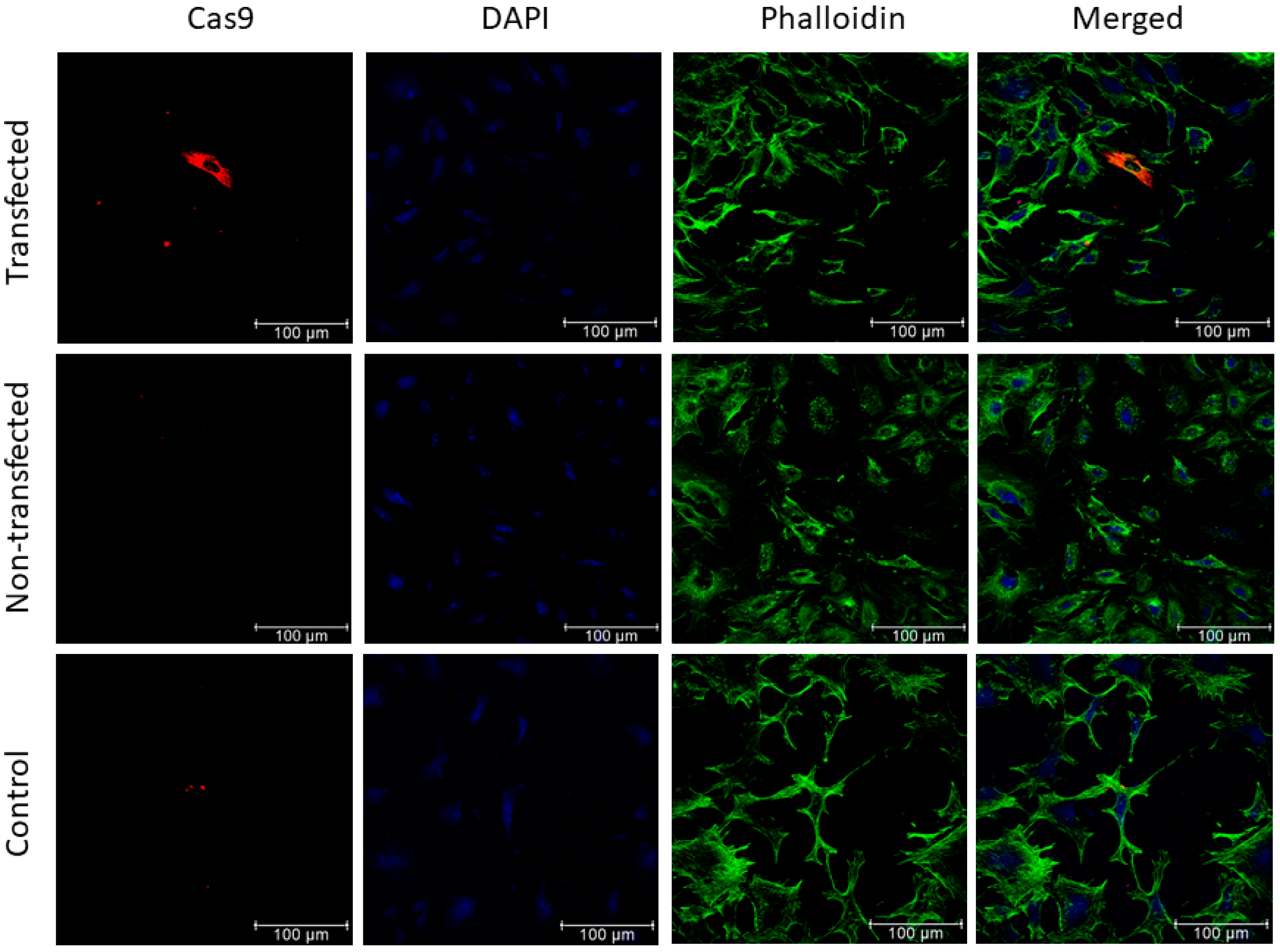 Jcm 09 01498 g002 Jcm 09 01498 g002