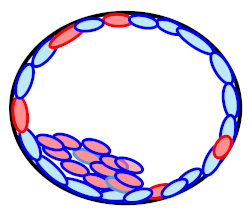 mosaic embryo mosaic embryo