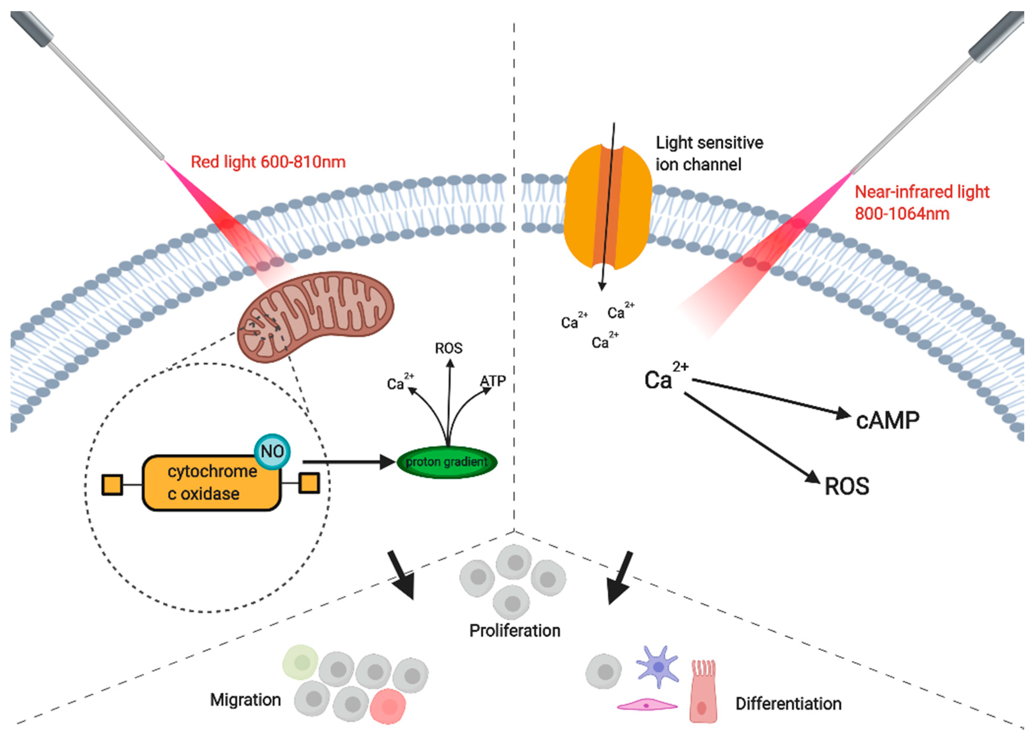 Photobiomodulation