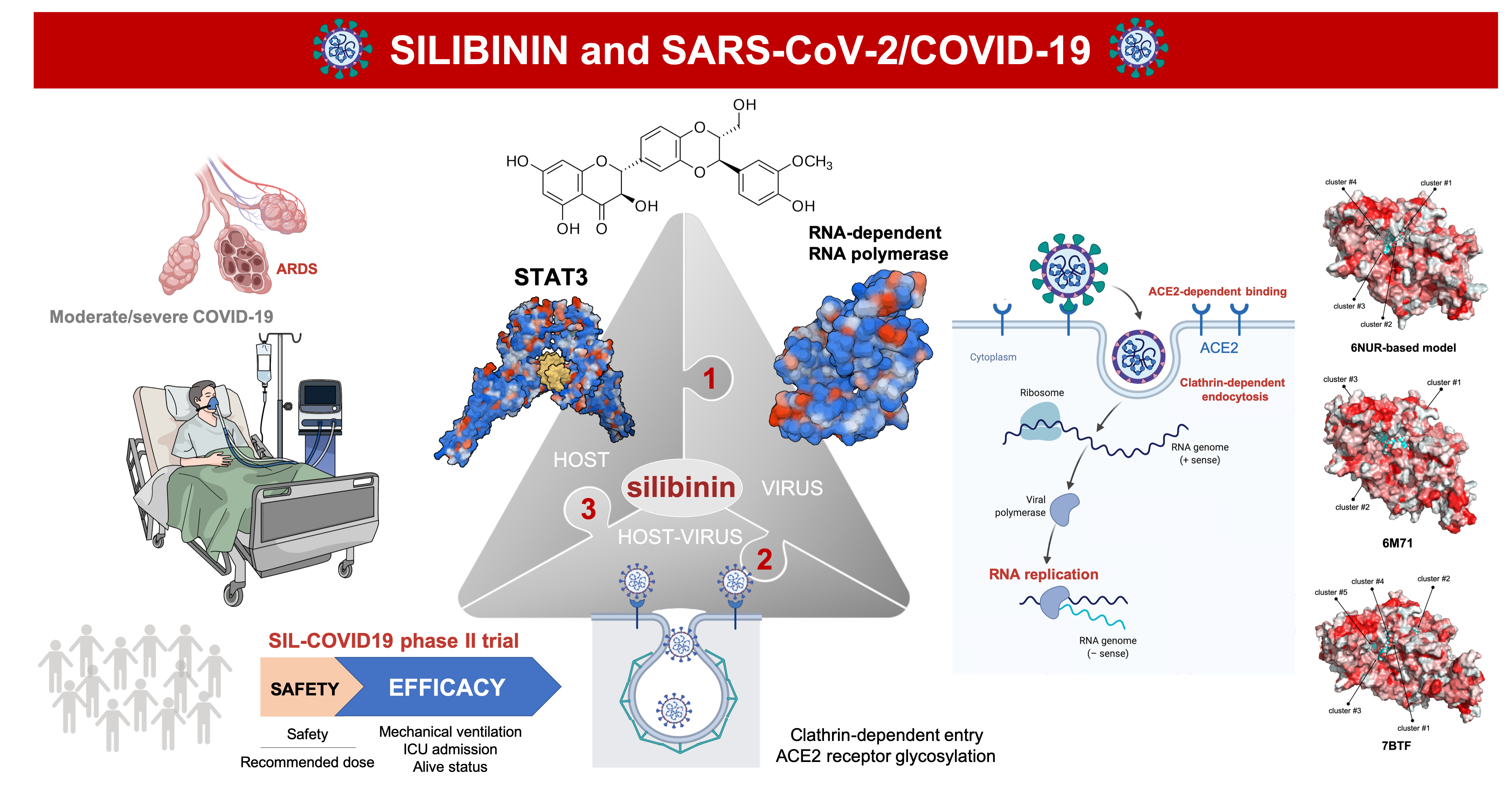 Вирус sars cov 2 отнесен к группе. SARS-cov-2 размер вируса. SARS-cov эпидемиология. Вирус SARS-cov-2 эпидемиология. Силибинин механизм действия.
