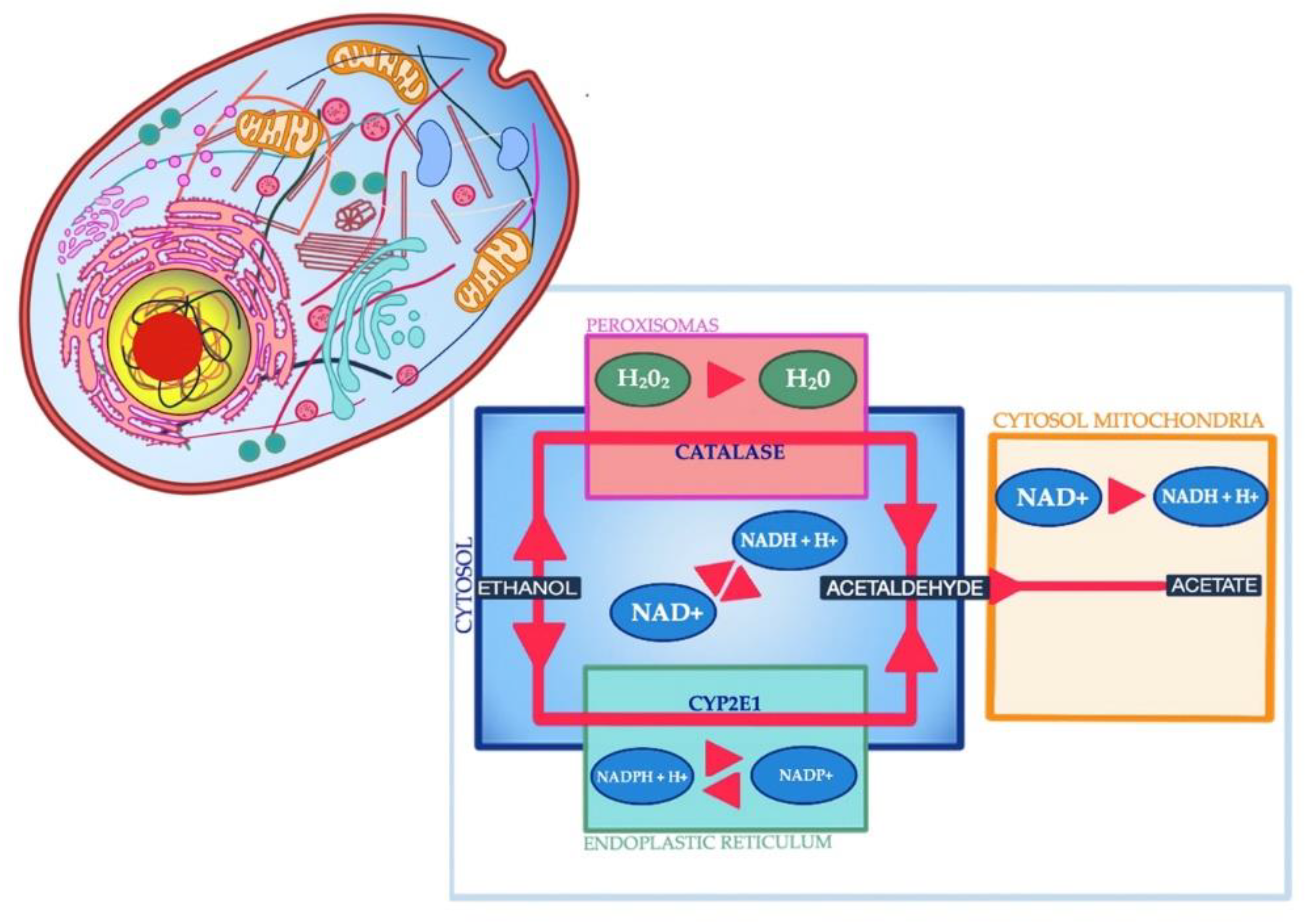 JCM | Free Full-Text | Magnesium, Calcium, Potassium, Sodium, Phosphorus, Selenium, Zinc, and Chromium Levels in Alcohol Use Disorder: A Review JCM | Free Full-Text | Magnesium, Calcium, Potassium, Sodium, Phosphorus, Selenium, Zinc, and Chromium Levels in Alcohol Use Disorder: A Review