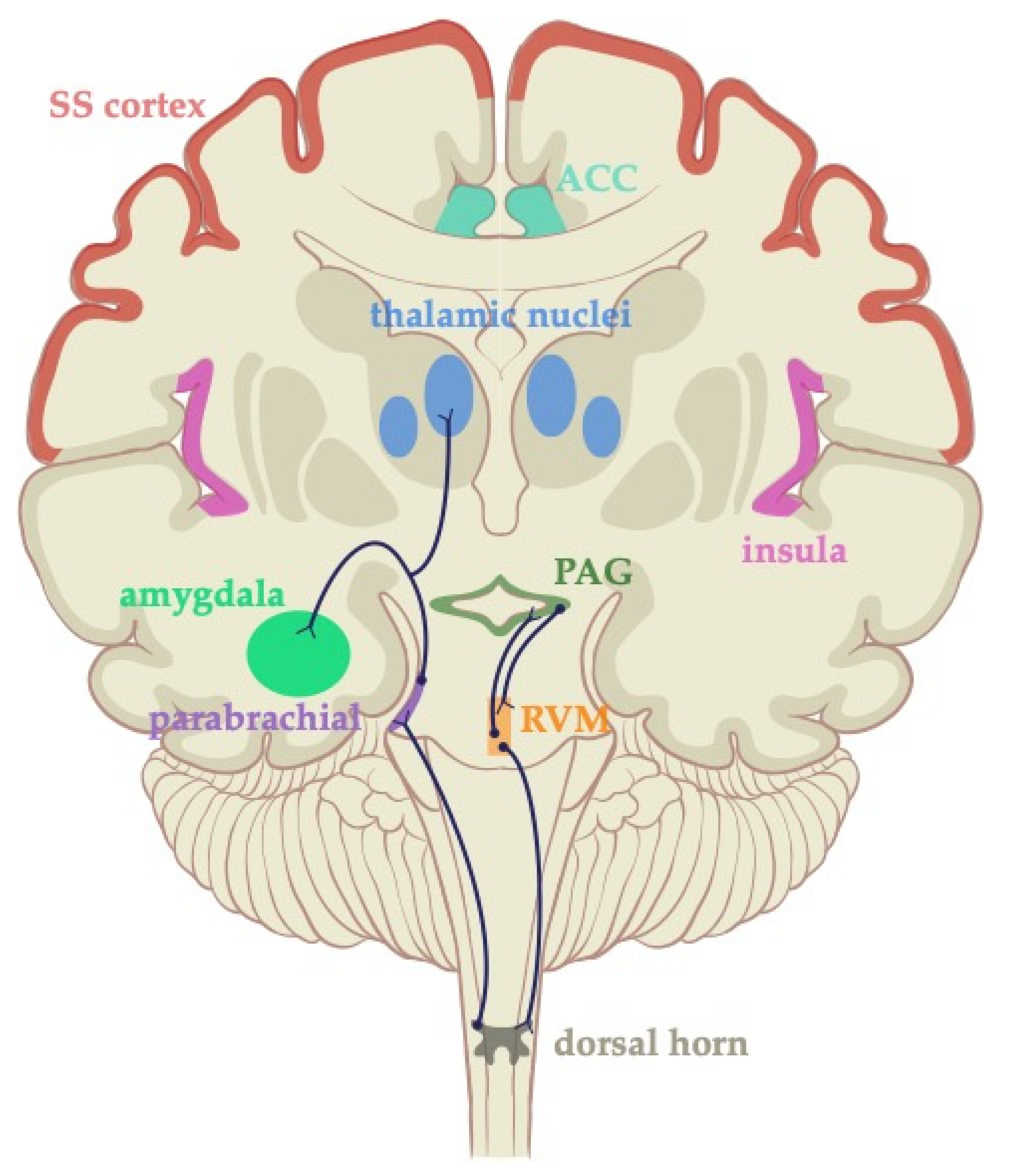 Jcm Free Full Text The Cerebral Localization Of Pain Anatomical And Functional Considerations For Targeted Electrical Therapies Html