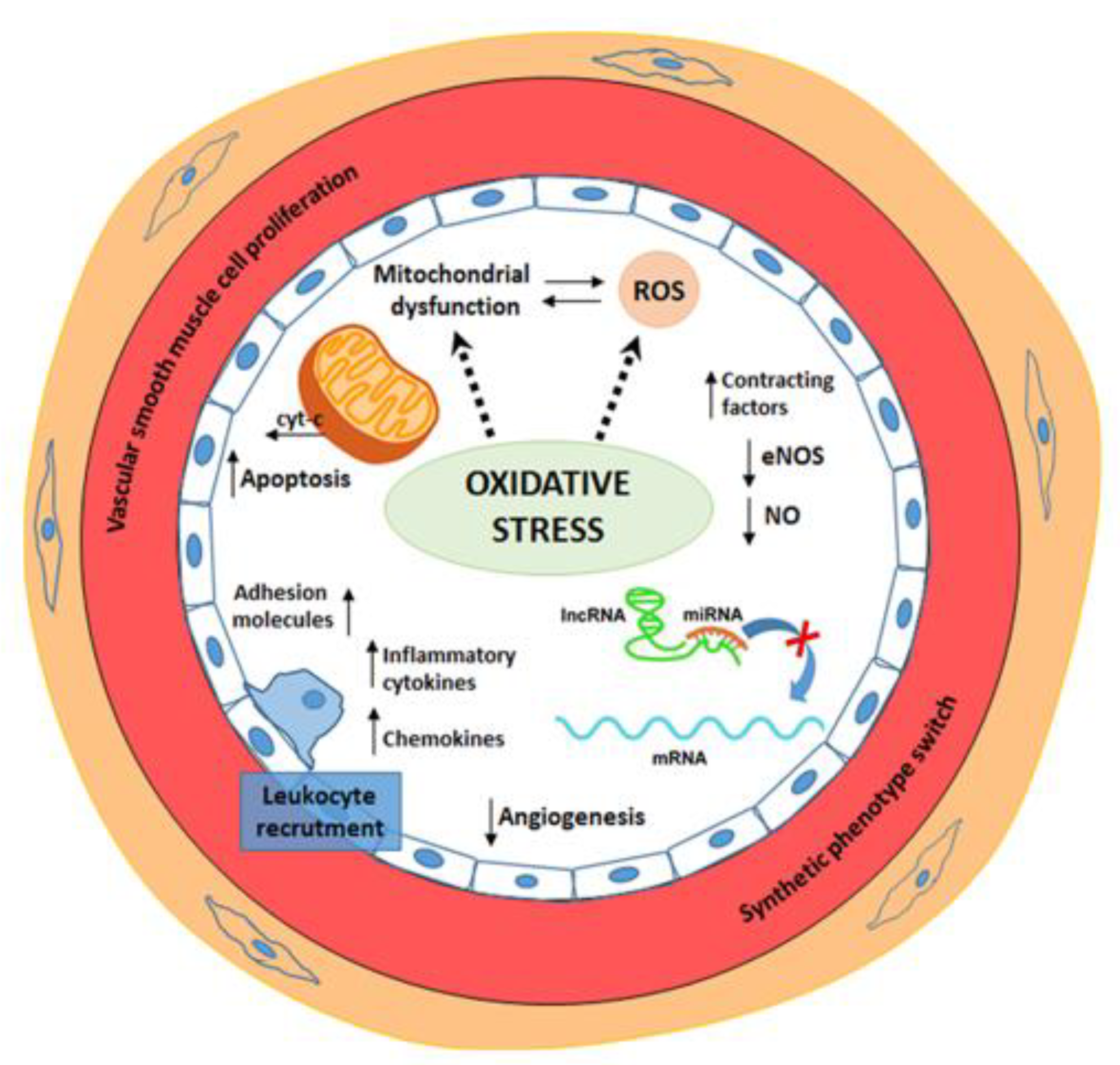 Supplementation with vitamin D and its analogs for treatment of endothelial  dysfunction and cardiovascular disease – ScienceOpen