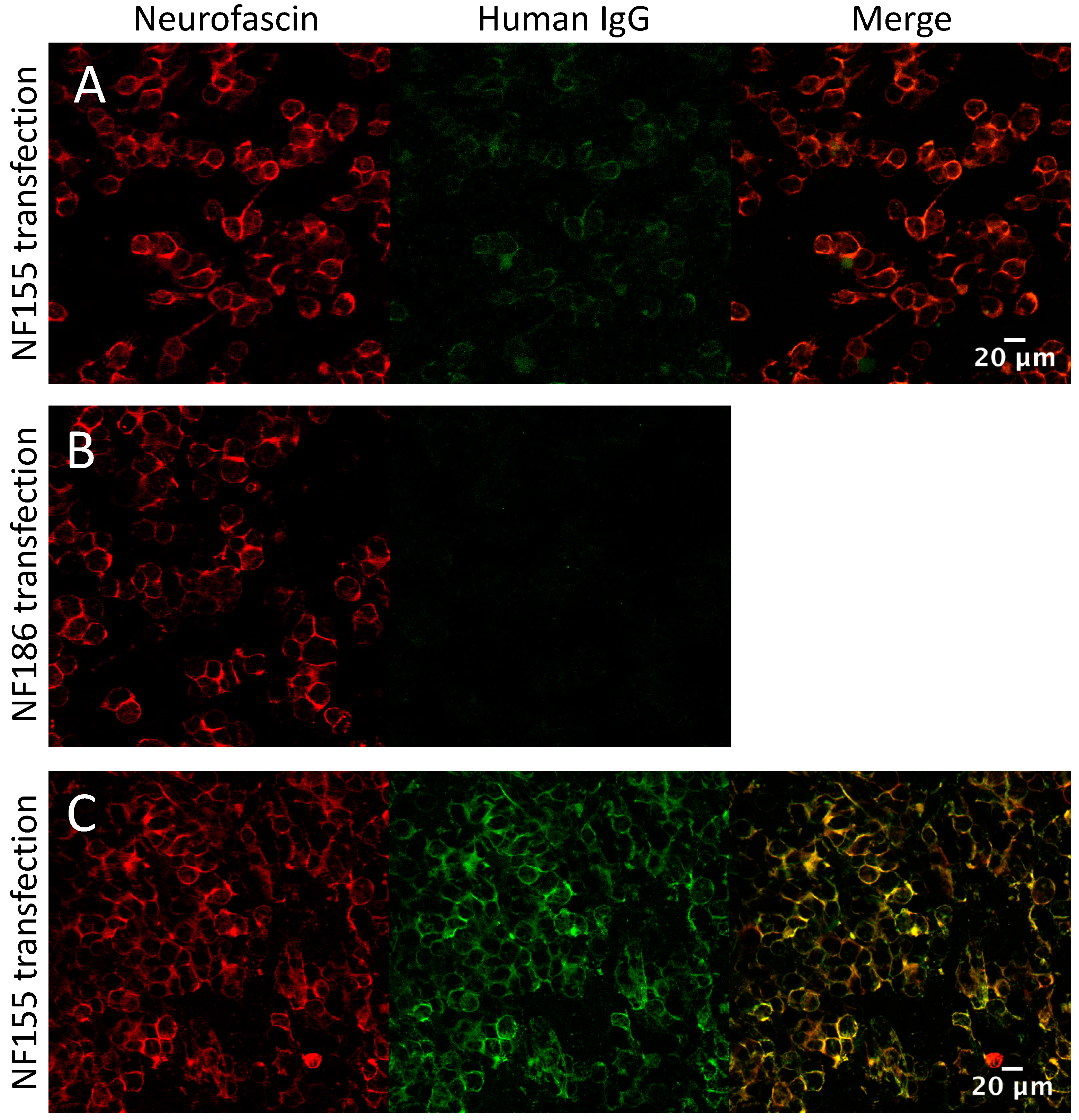 Jcm 09 02025 g004 Jcm 09 02025 g004