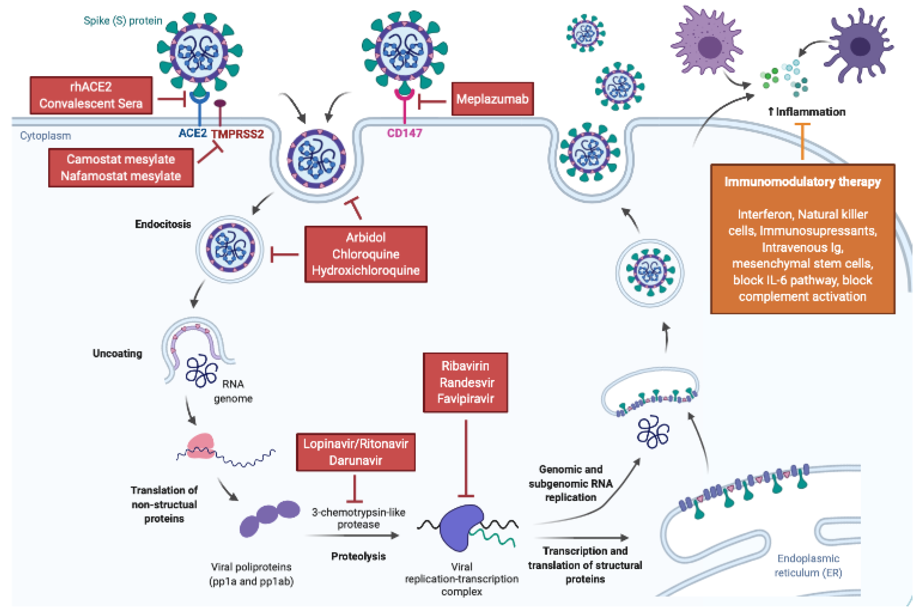 Группа патогенности вируса ковида. Патогенез SARS-cov-2. Жизненный цикл SARS-cov-2. SARS-cov-2 Life Cycle. Covid 19 патогенез.