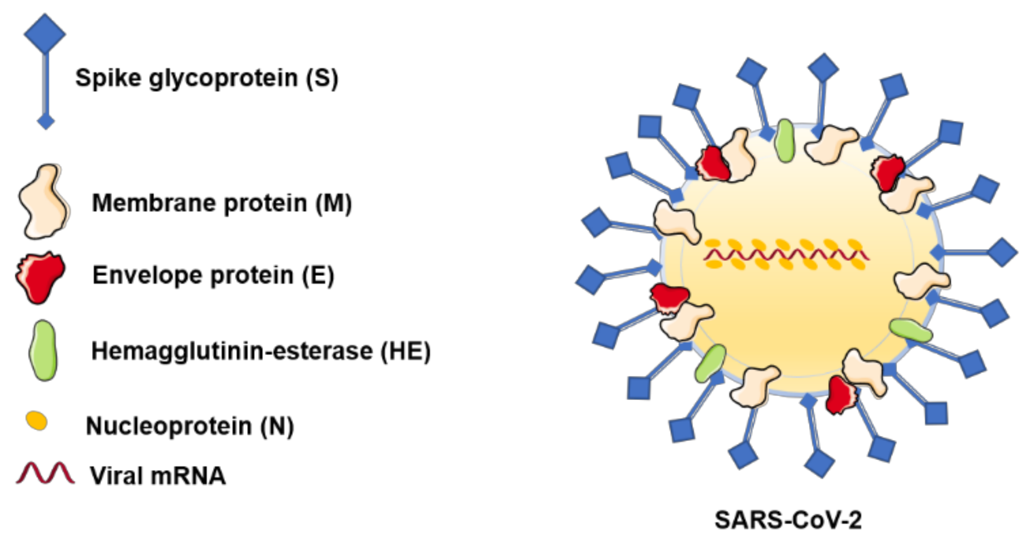 Строение вируса SARS-cov-2. Строение и жизненный цикл SARS-cov-2. Структура вируса SARS. Строение коронавируса SARS-cov-2. Коронавирус человека sars