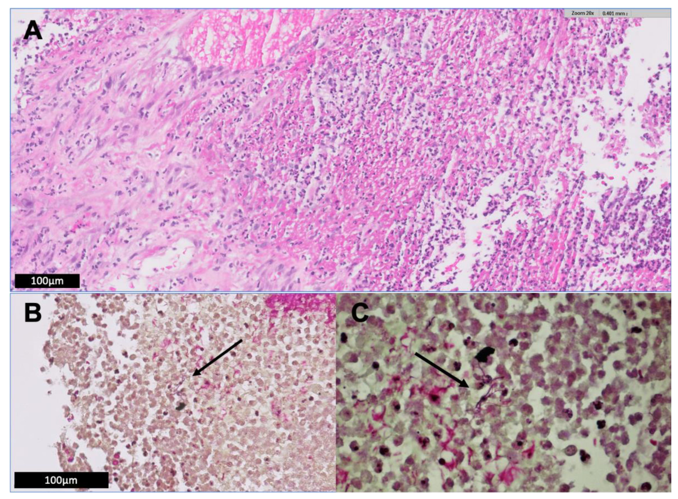 Jcm 09 02141 g002 Jcm 09 02141 g002