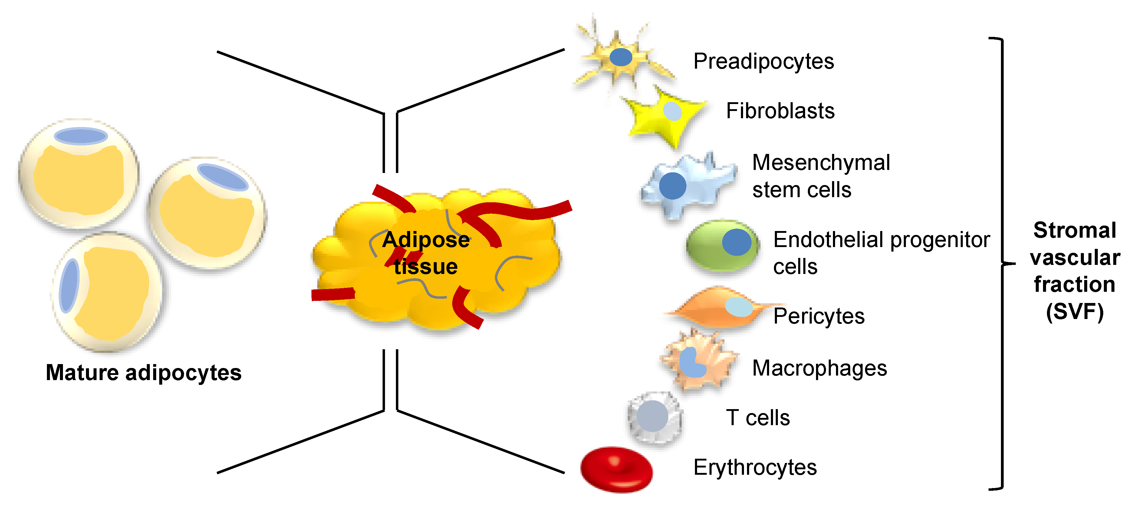 Adipose Tissue A Source of Stem Cells with Biology Diagrams