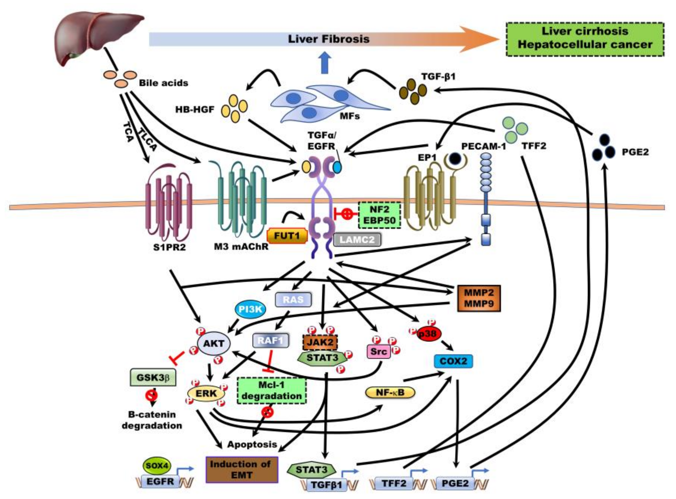 Jcm 09 02255 g003 Jcm 09 02255 g003