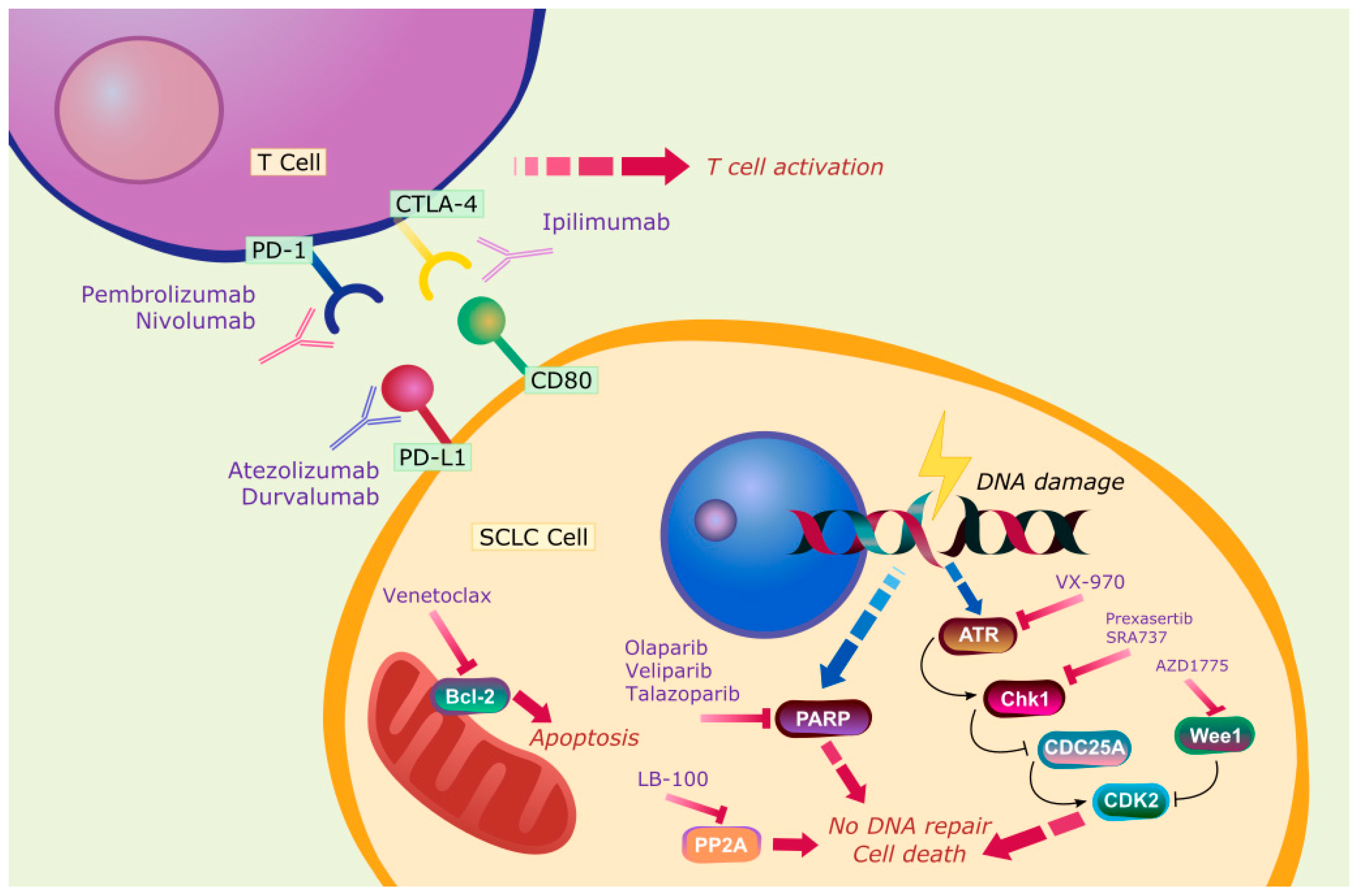 current treatments for mesothelioma