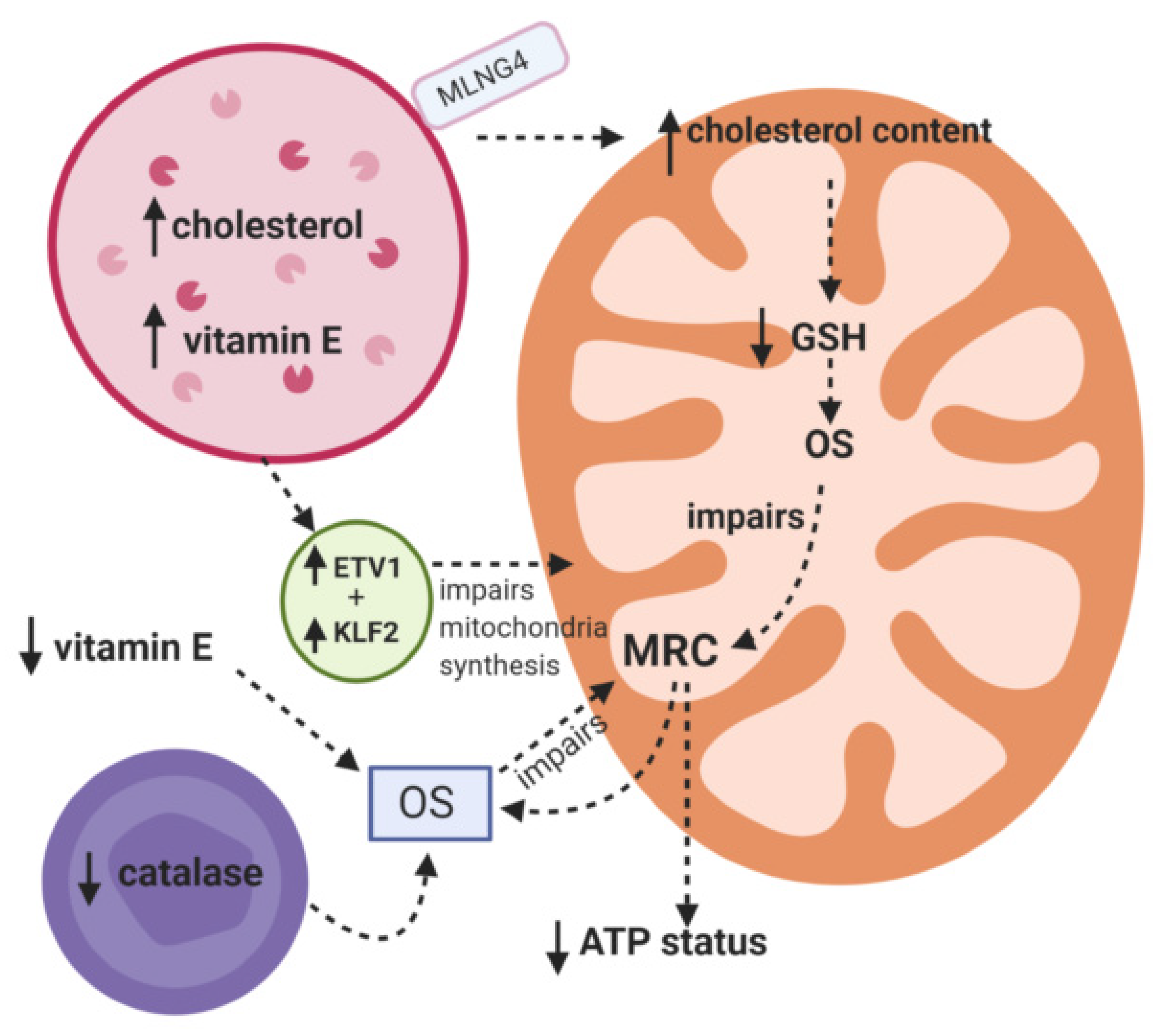 Morphology of Niemann-Pick type A metabolic storage disorder