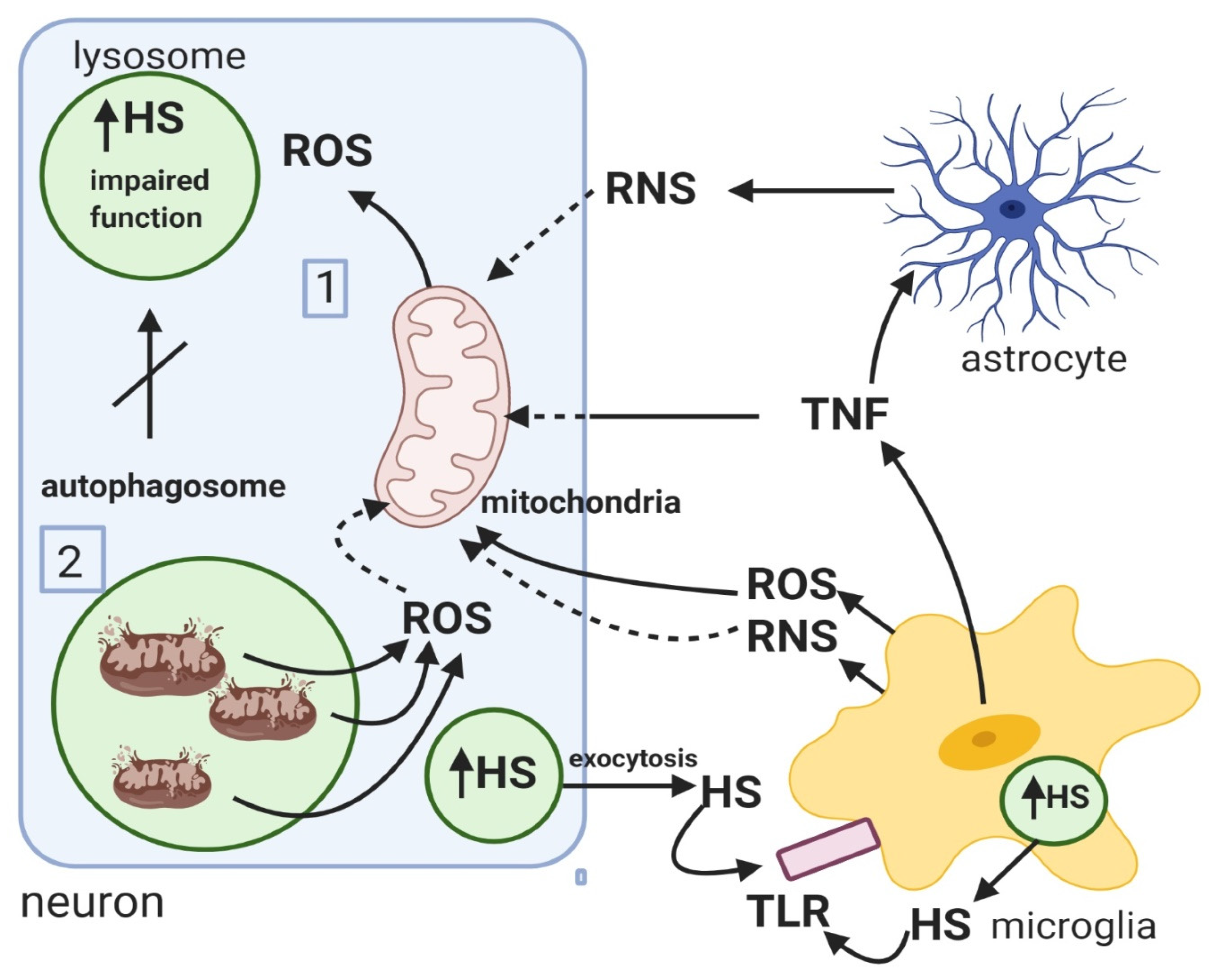 JCM | Free Full-Text | Mechanisms of Mitochondrial Dysfunction in