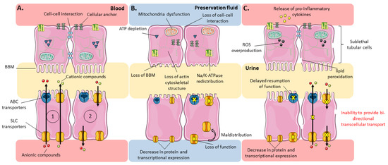 Jcm Free Full Text Effects Of Ischemia Reperfusion On Tubular Cell Membrane Transporters And Consequences In Kidney Transplantation Html
