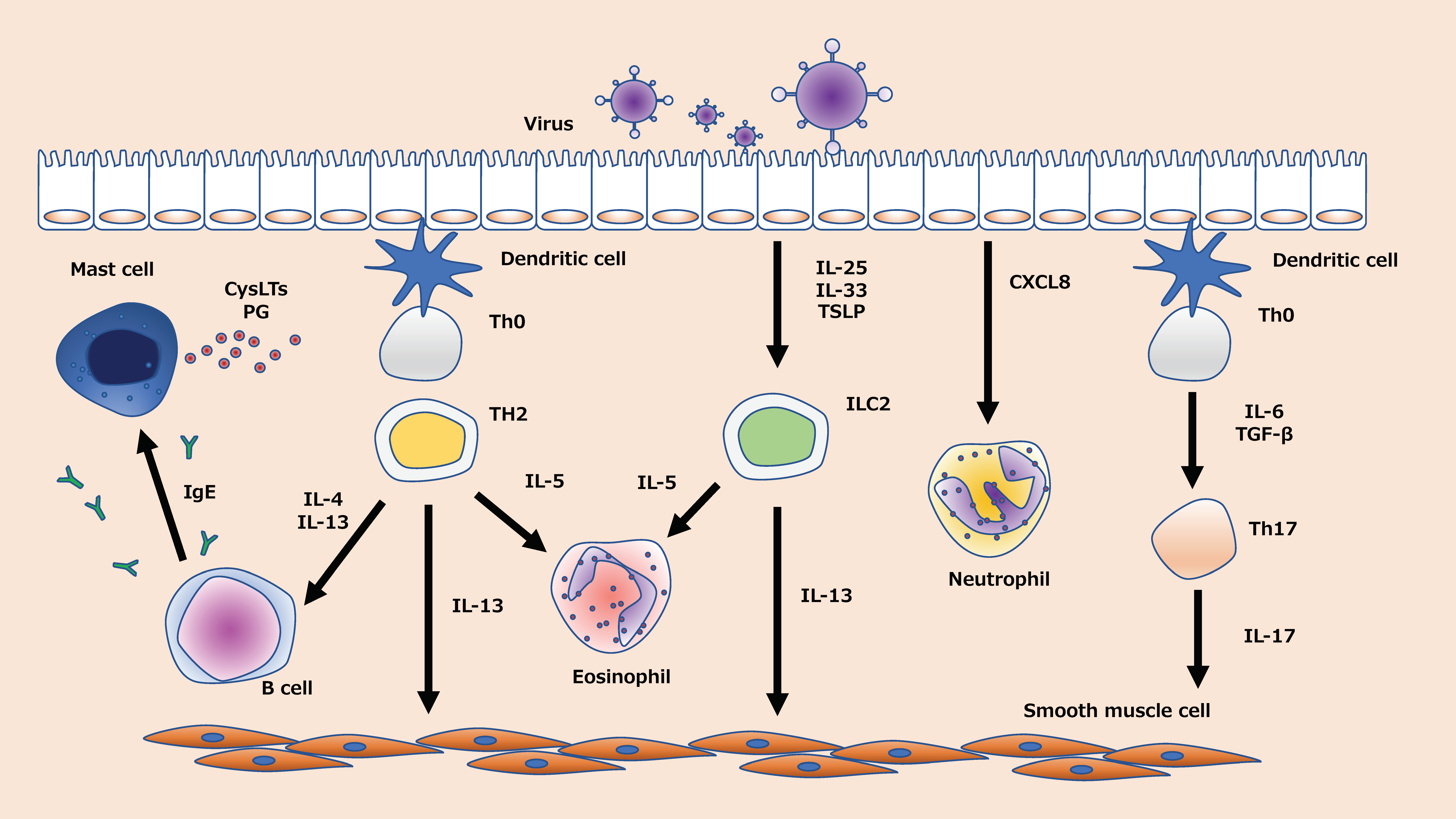 Syncytial virus