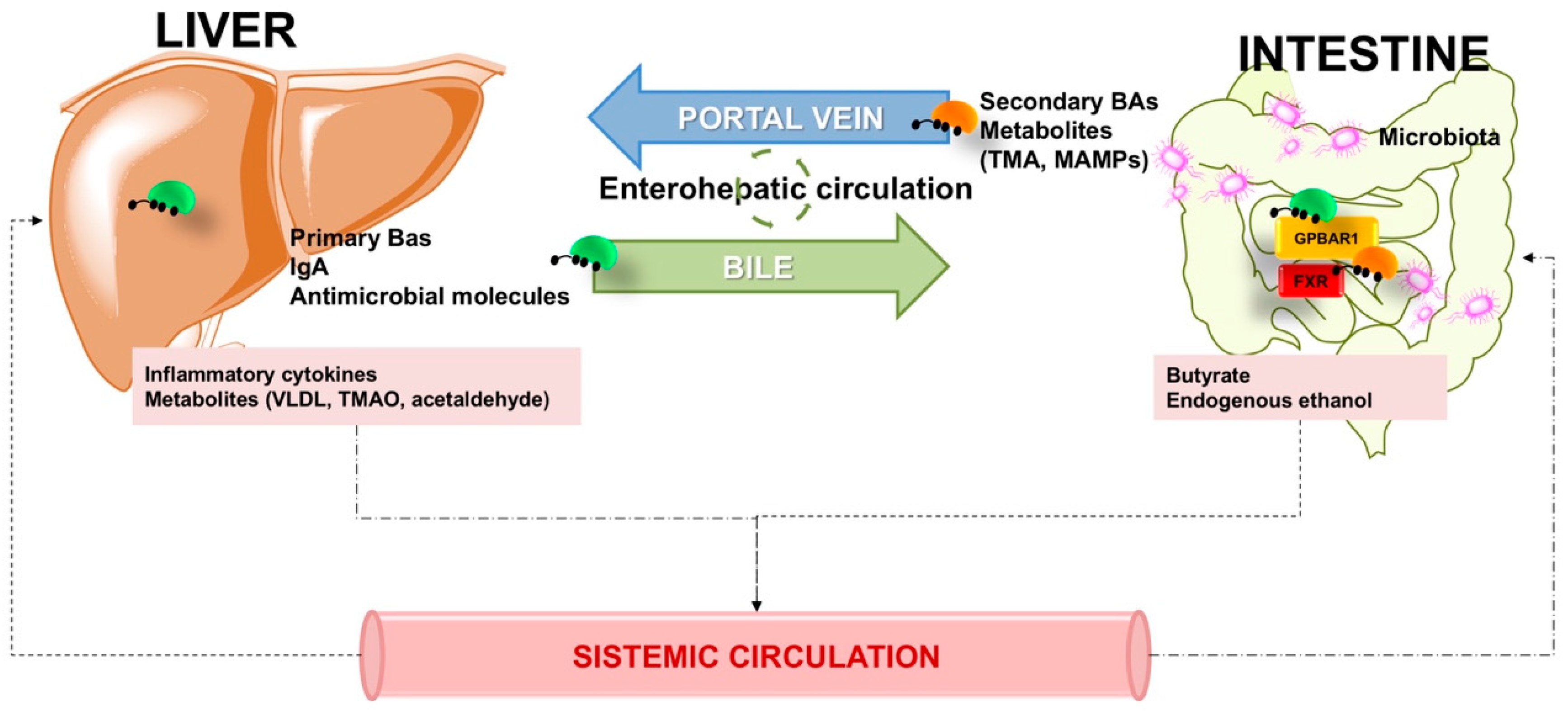 JCM Free FullText Liver Steatosis, GutLiver Axis, Microbiome and