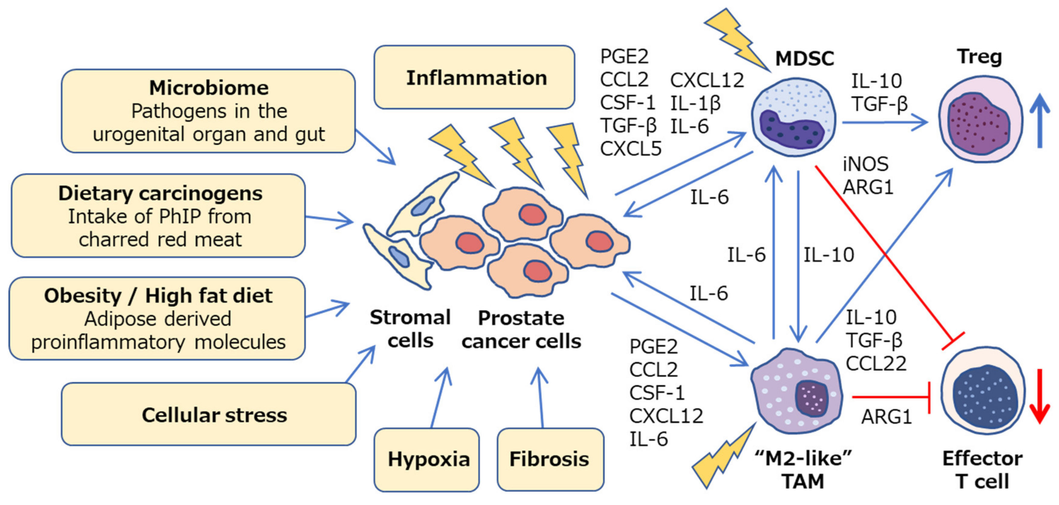 prostata fibrosa forum)