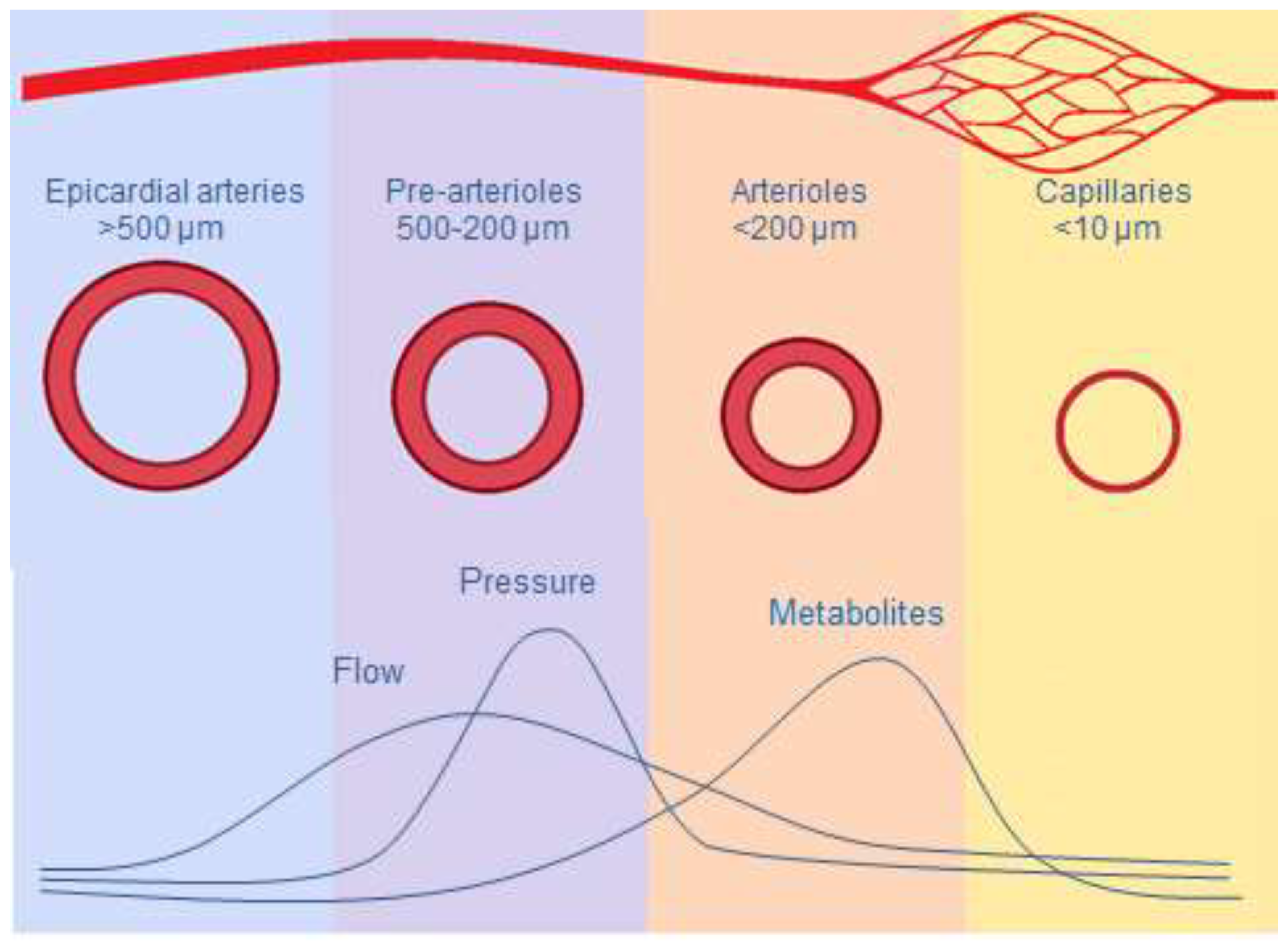 Jcm Free Full Text Coronary Microvascular Dysfunction Html