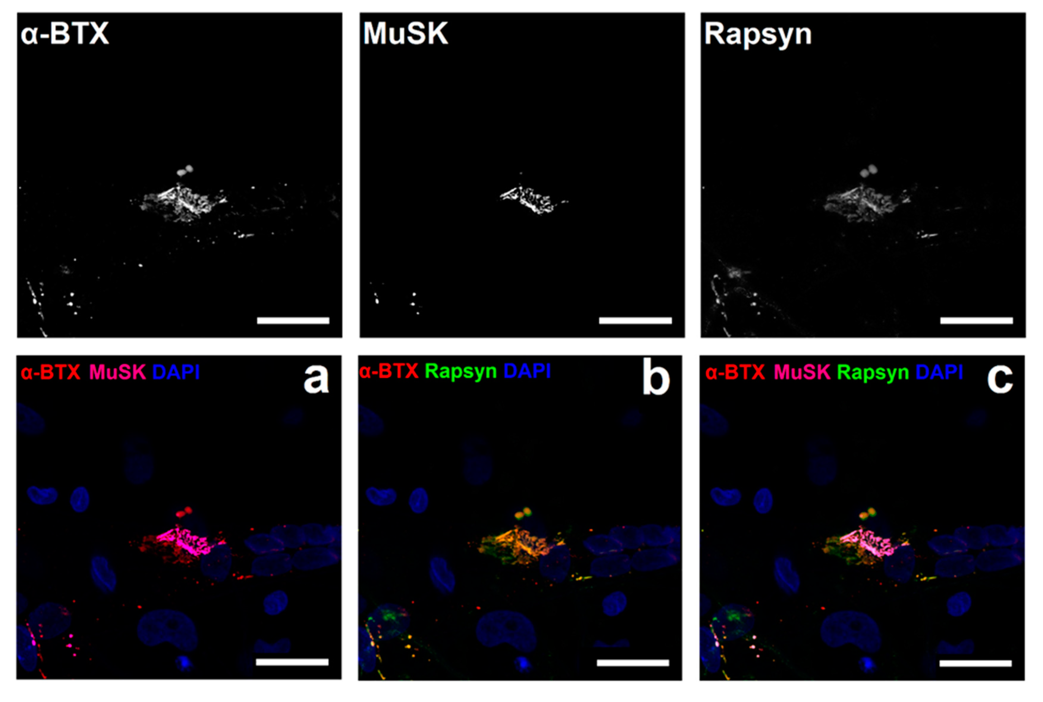 Jcm 09 03238 g006 Jcm 09 03238 g006