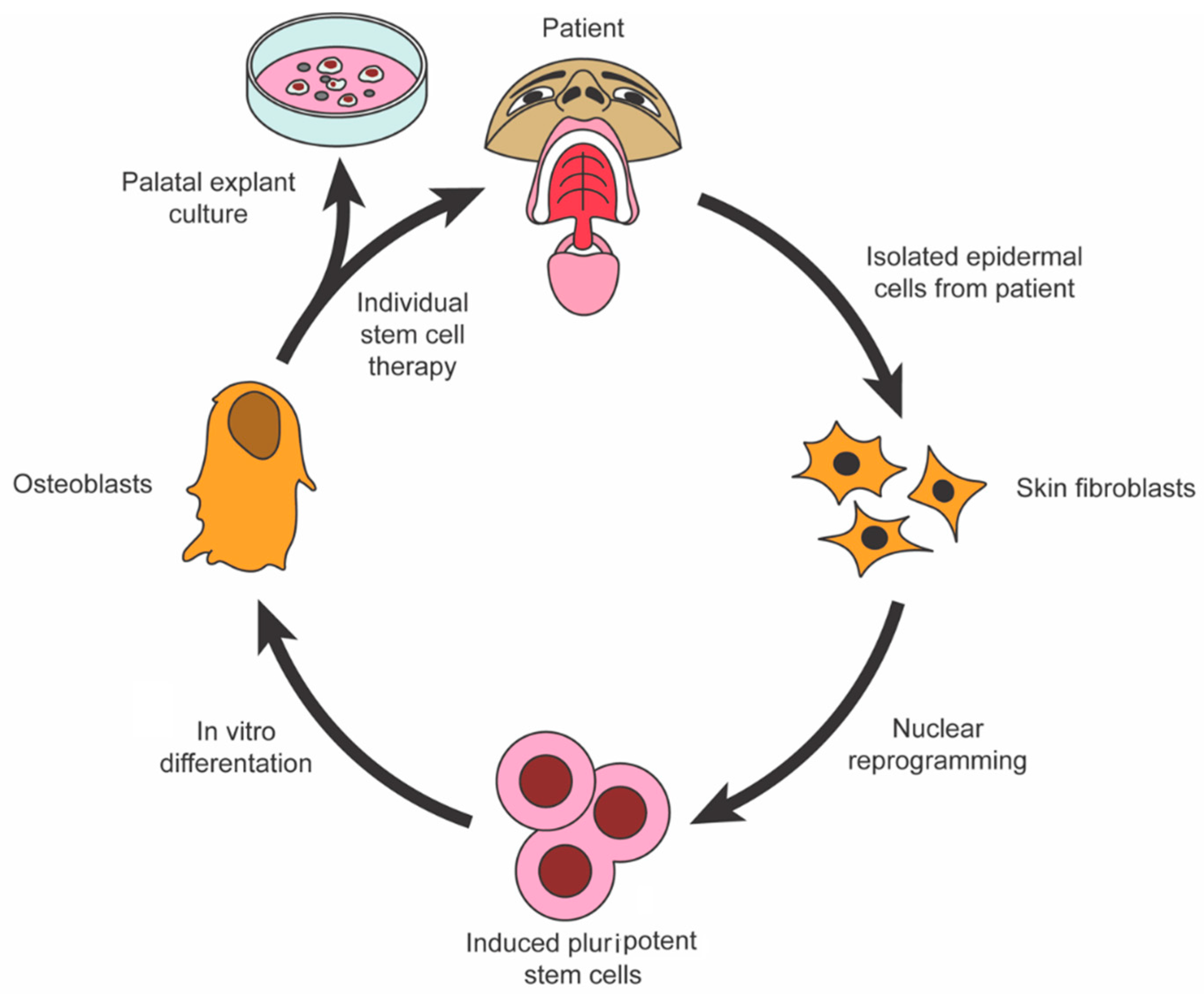 Stem Cells Regenerating the Craniofacial ... Biology Diagrams