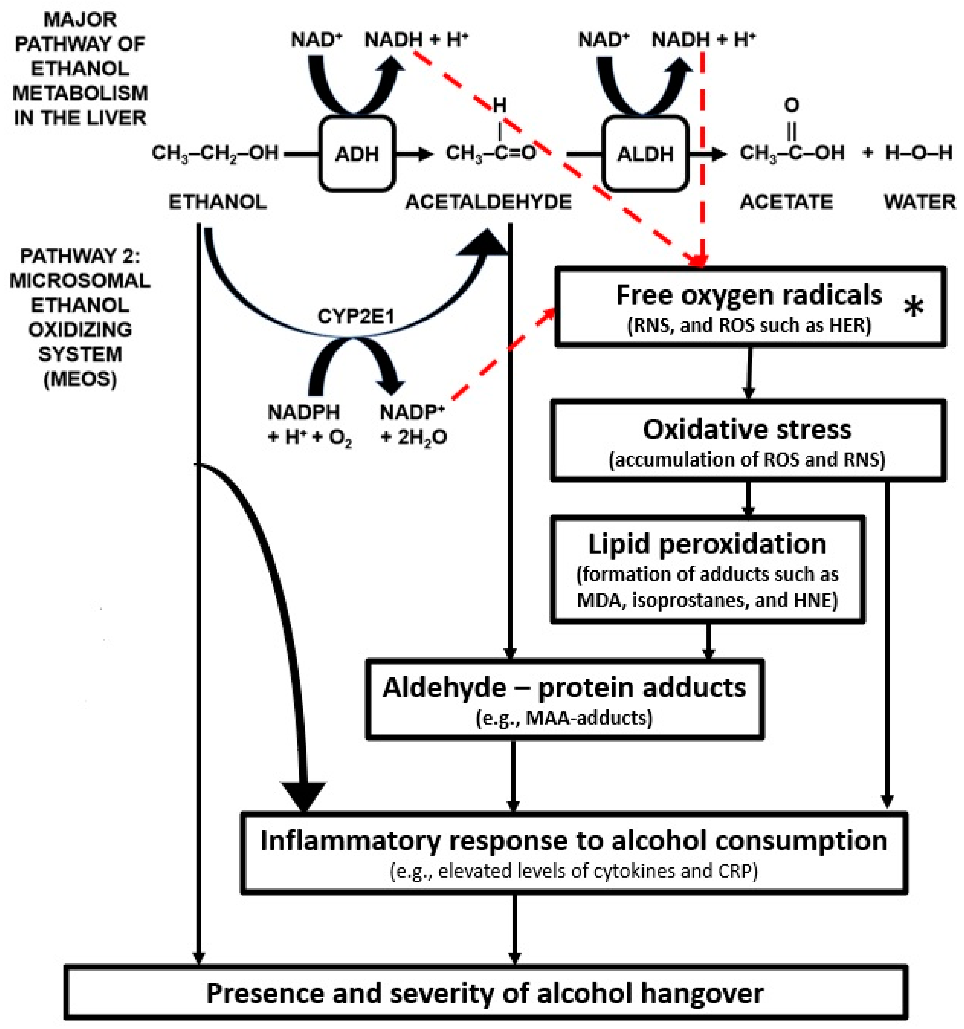 Alcohol Metabolism Pathway