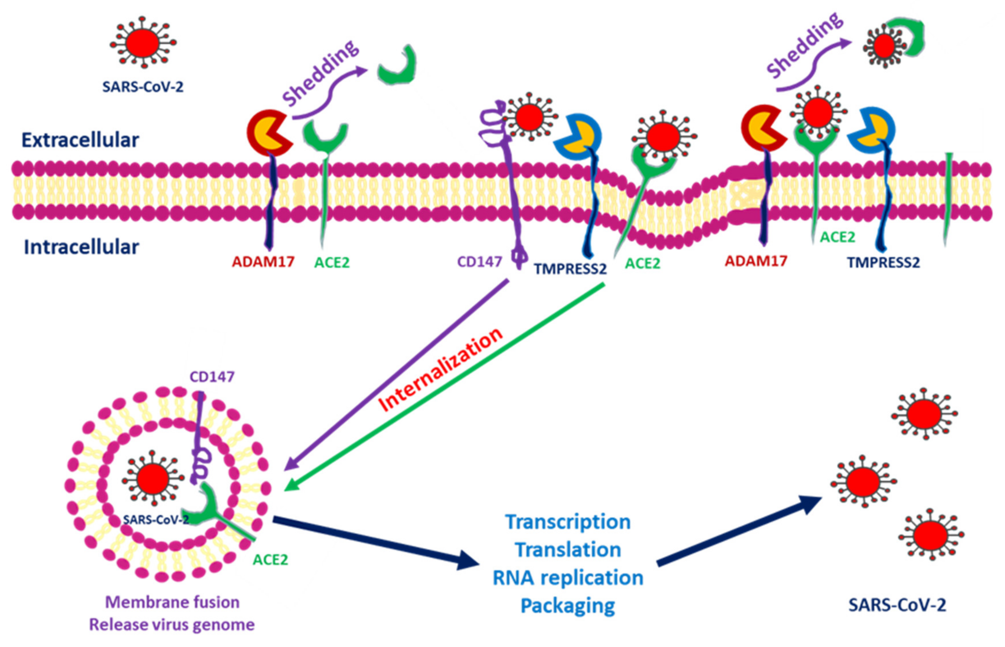 Секвенирование РНК. Рецепторы вируса. Методы амплификации нуклеиновых кислот. Экспрессия Гена CFTR.