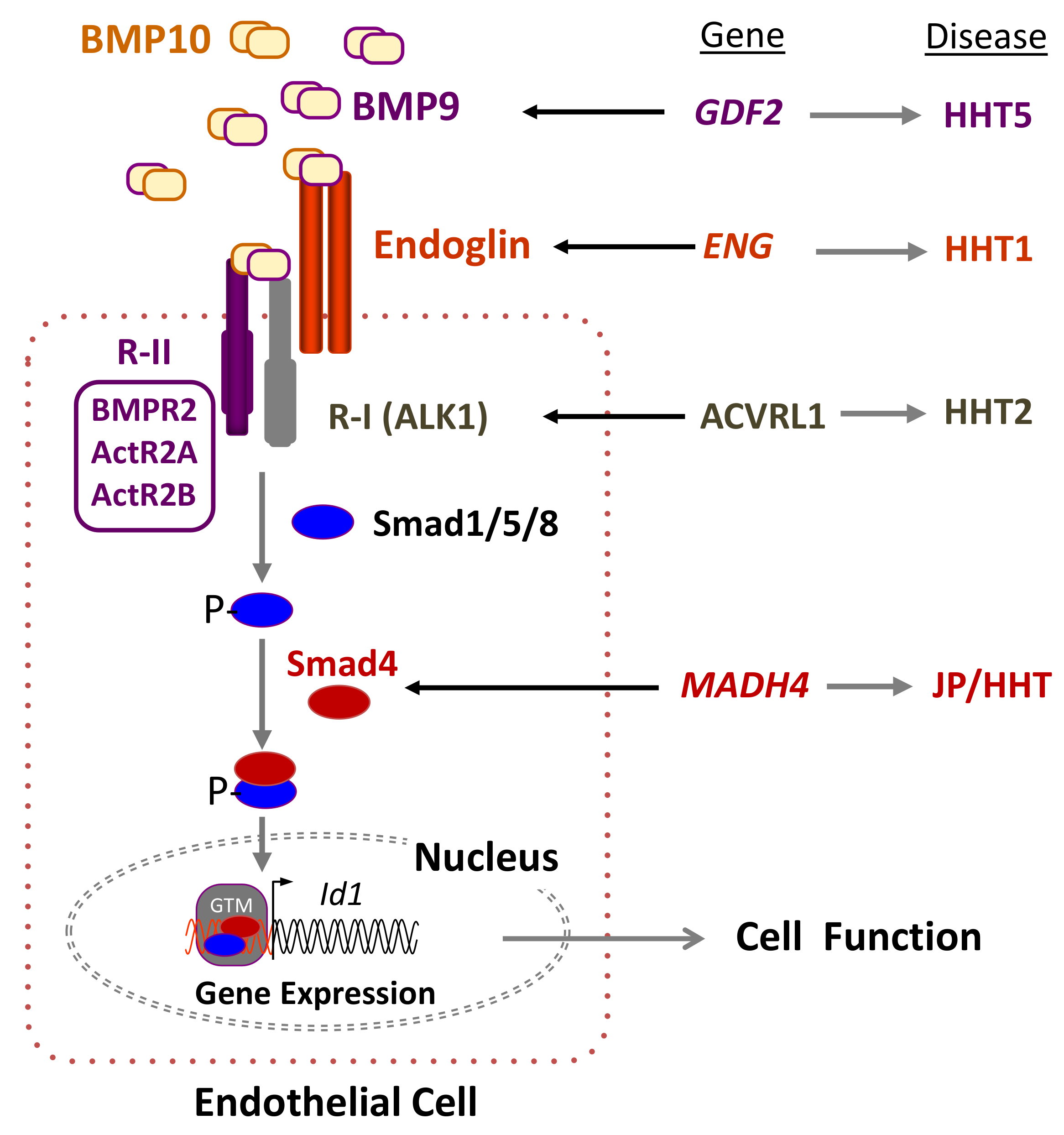 Jcm 09 03571 g001 Jcm 09 03571 g001