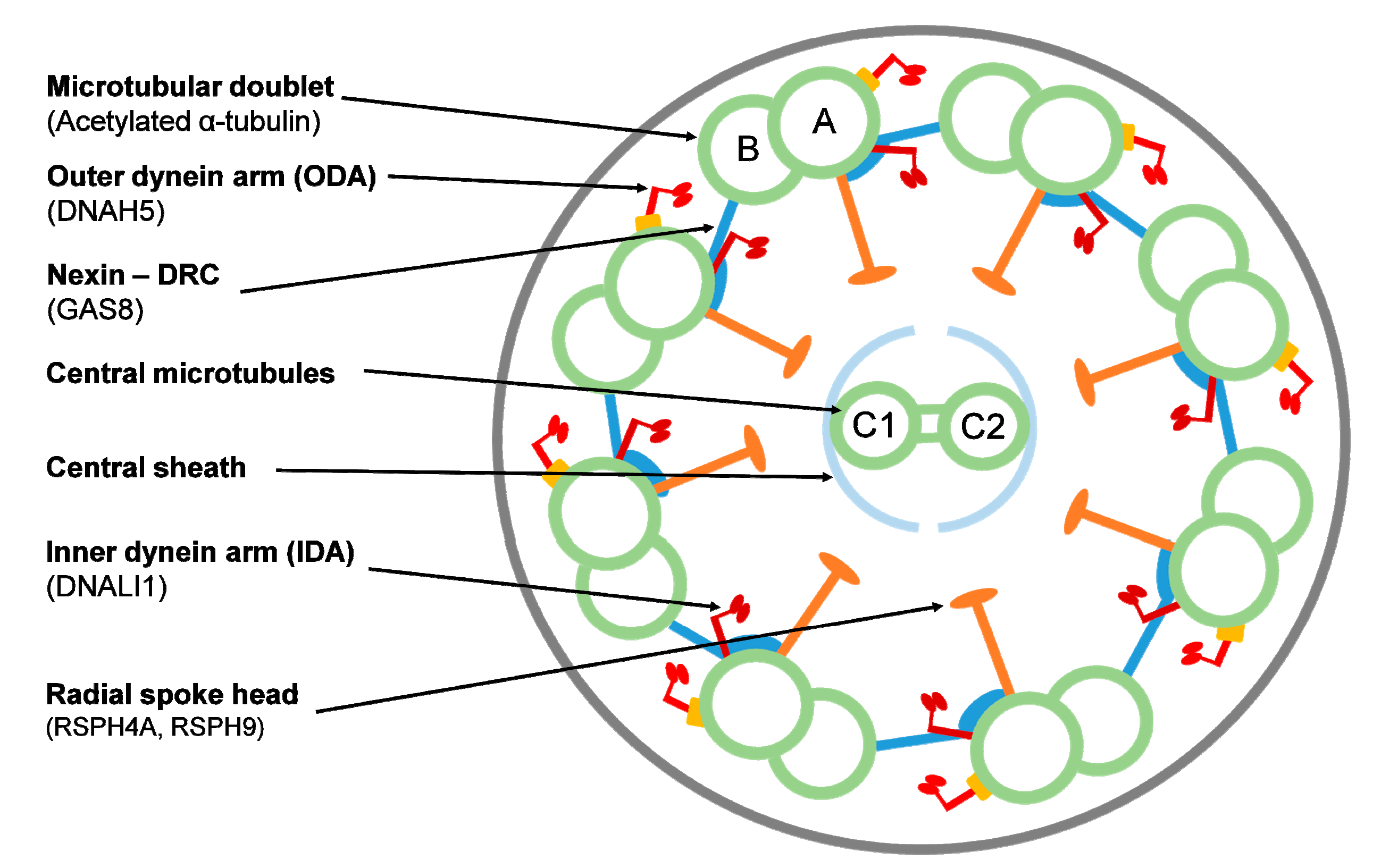 Jcm 09 03603 g001 Jcm 09 03603 g001
