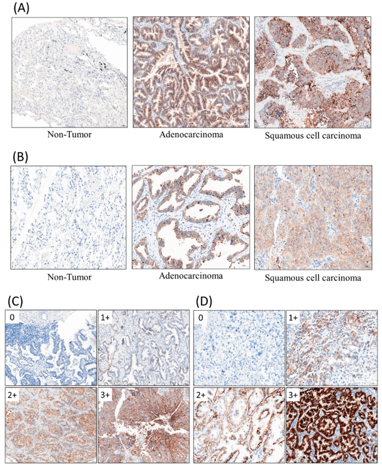 Jcm 09 03693 g001 Jcm 09 03693 g001