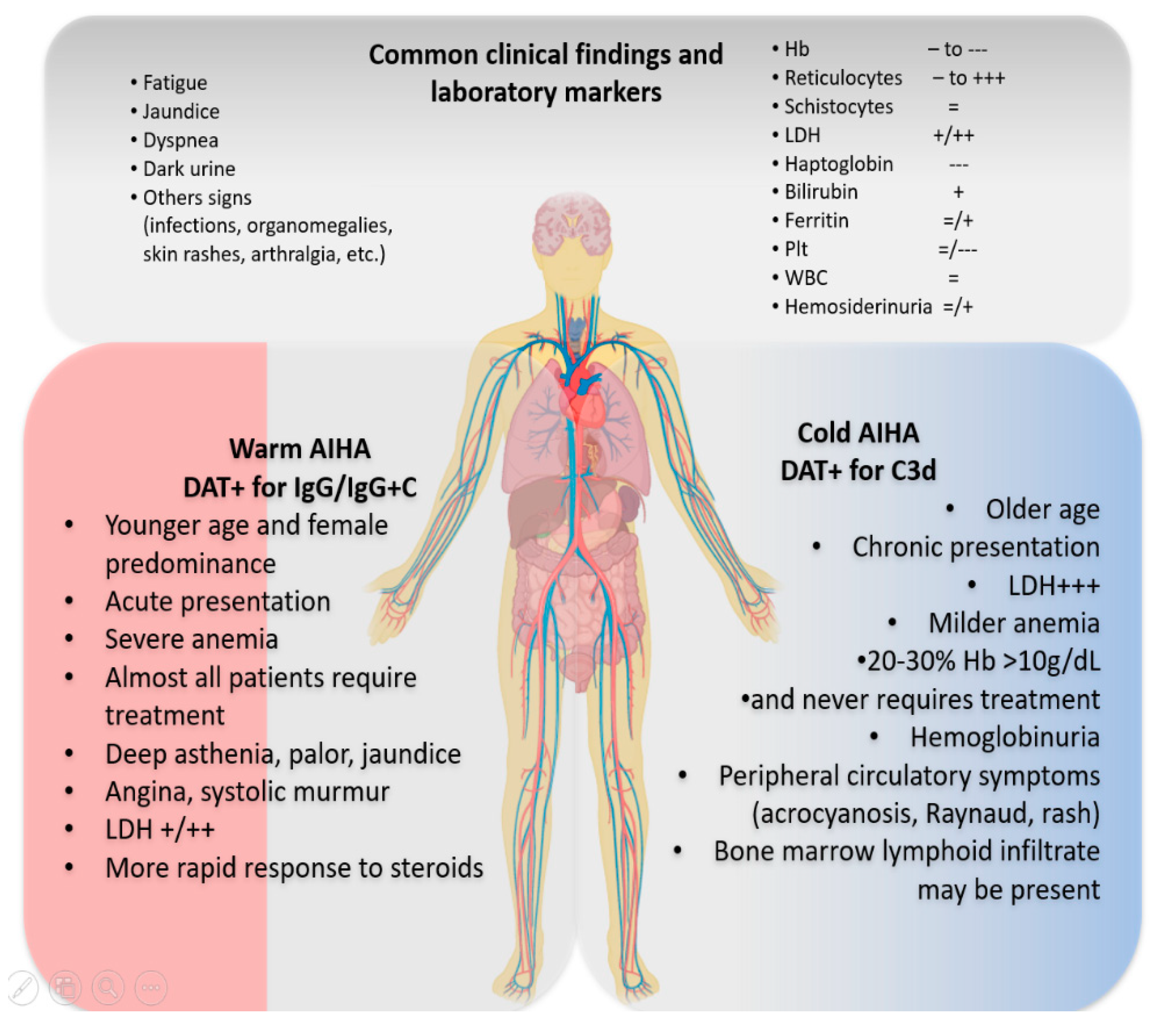 evans syndrome symptoms