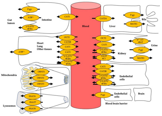 Jcm Free Full Text Transport Of L Arginine Related Cardiovascular Risk Markers Html Jcm Free Full Text Transport Of L Arginine Related Cardiovascular Risk Markers Html