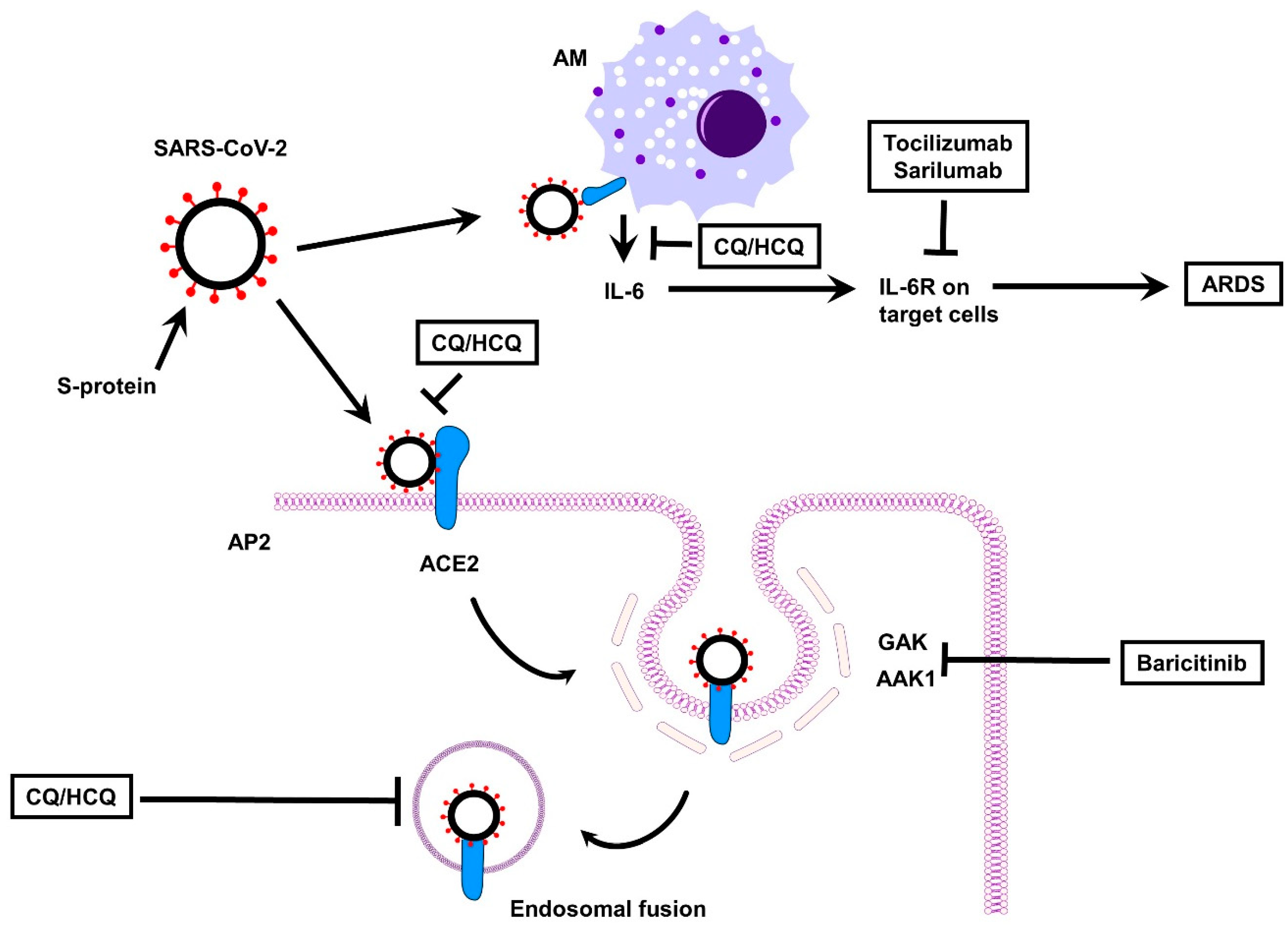Рнк sars cov 2. Цикл репликации коронавируса SARS-cov-2. Жизненный цикл вируса SARS cov 2. Патогенез нового SARS-cov-2. Этапы SARS-cov-2.
