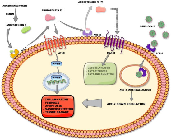 Azione molmed hotsell