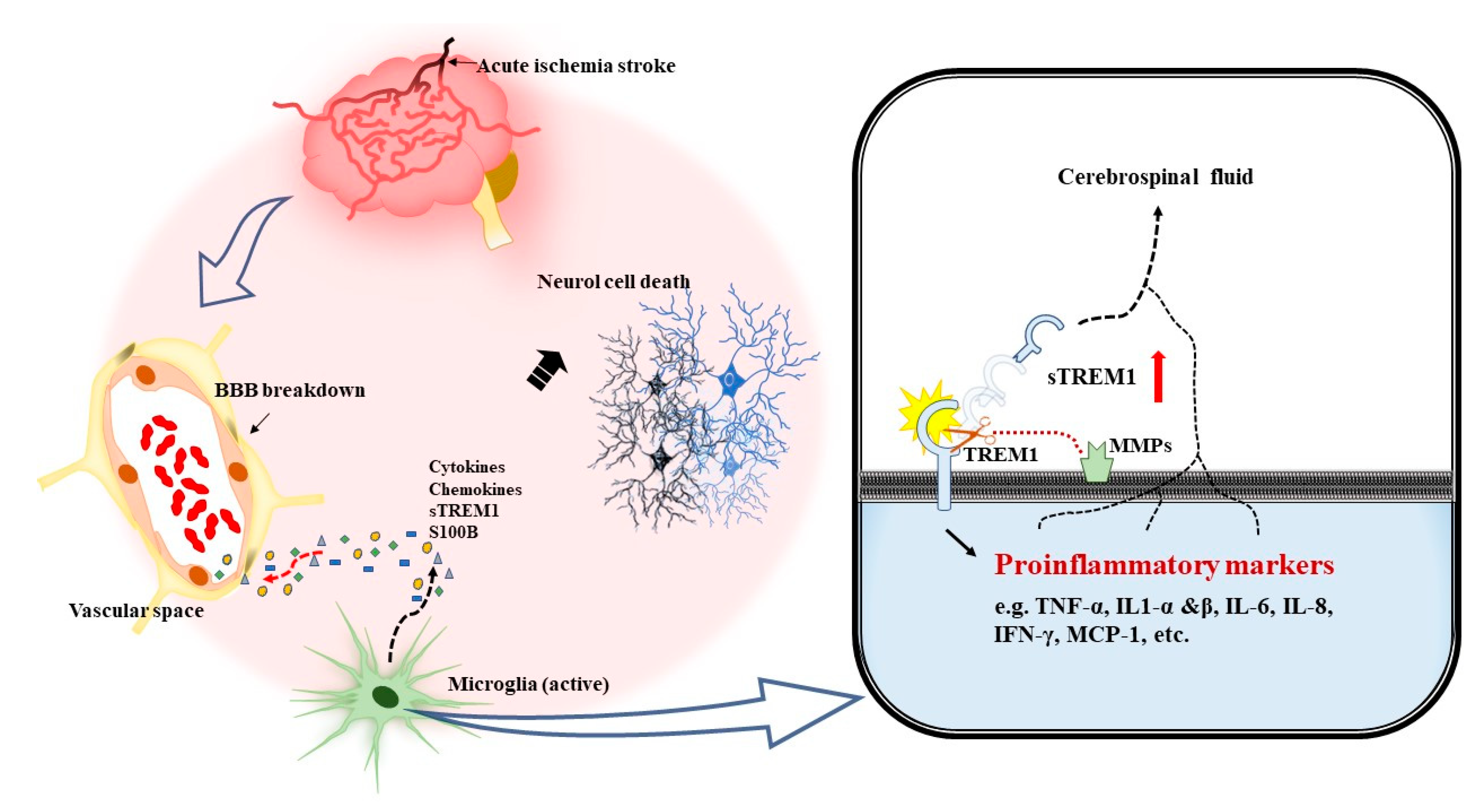 Jcm 10 00061 g002 Jcm 10 00061 g002