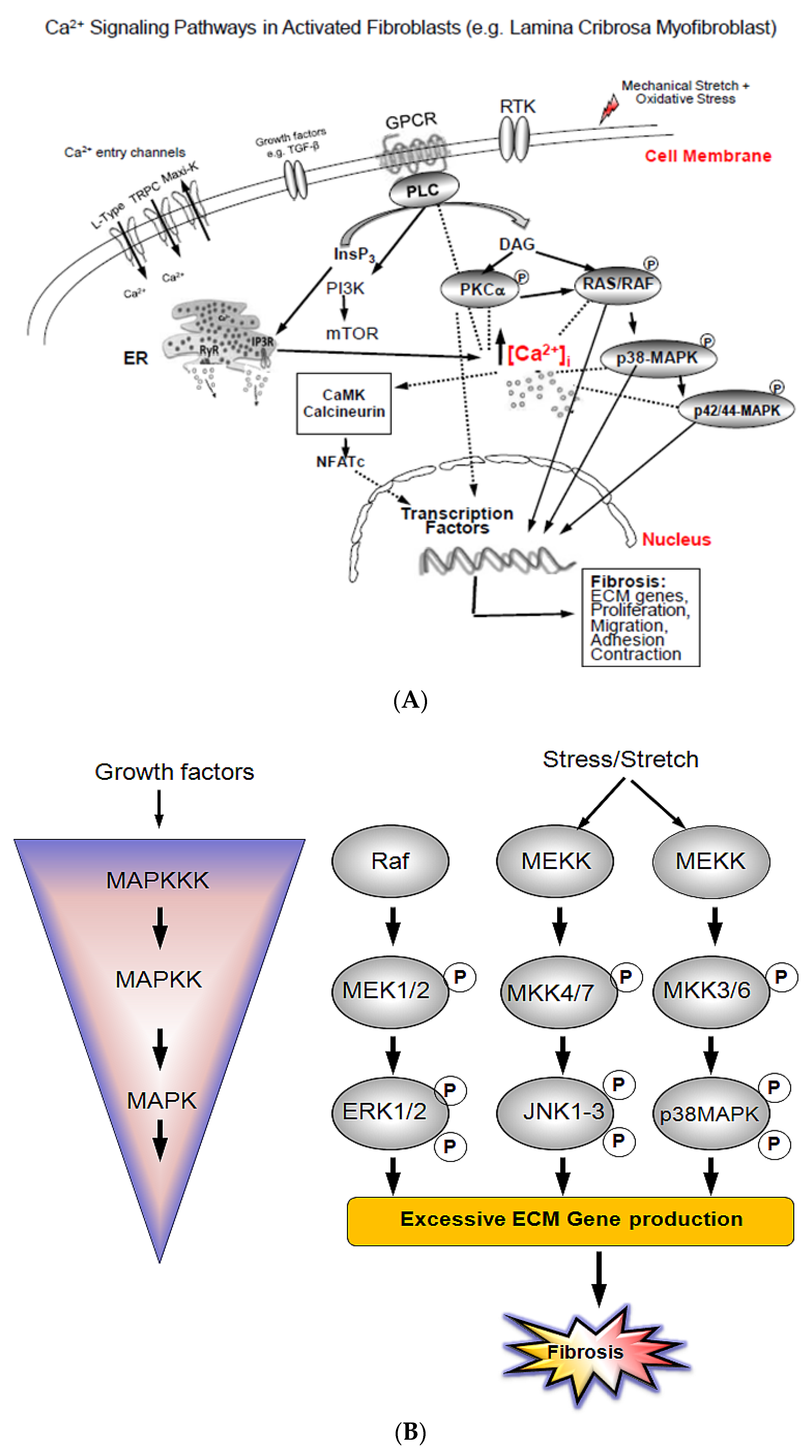 Jcm 10 00062 g001 Jcm 10 00062 g001