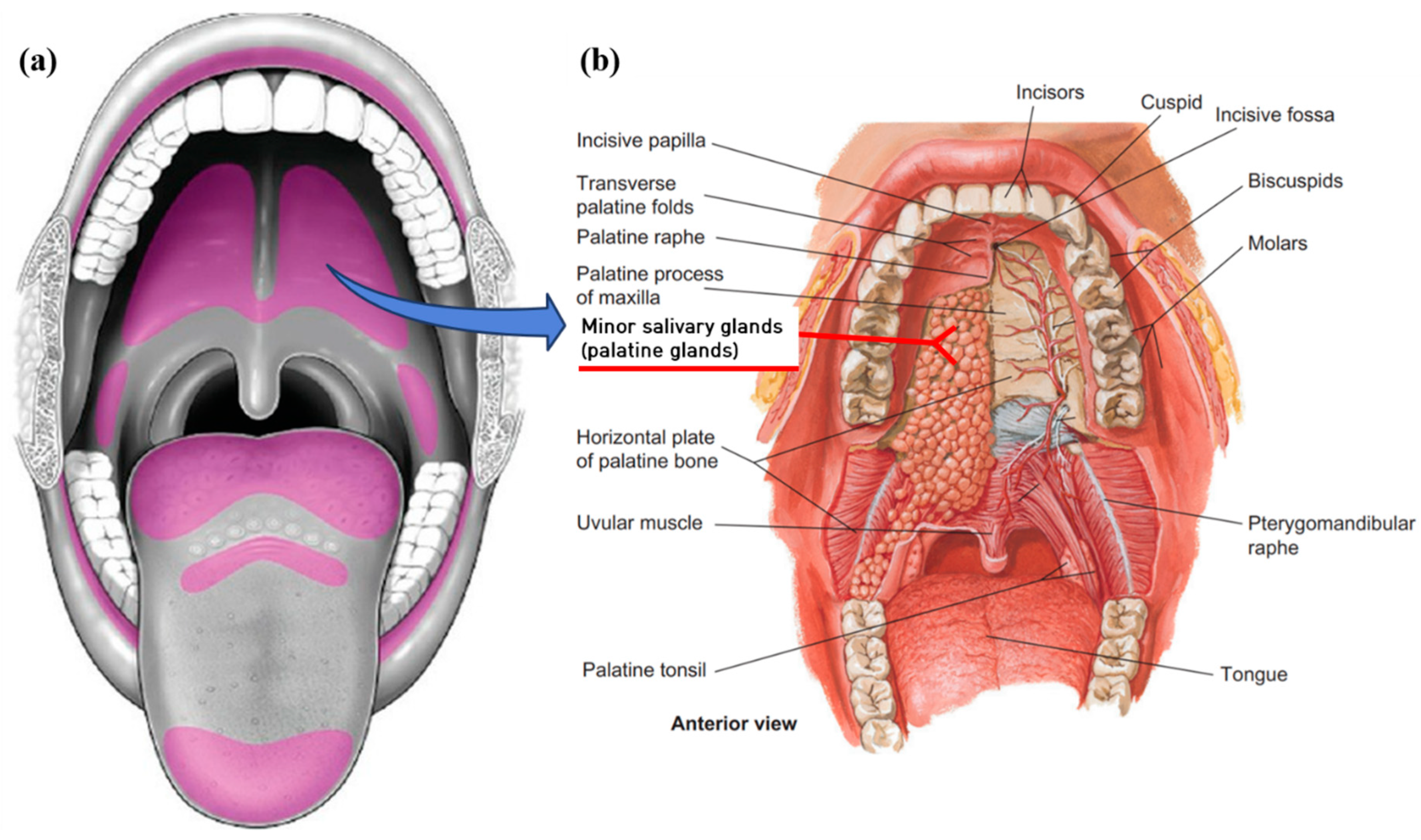 JCM | Free Full-Text | Candida Infection Associated with Salivary Gland—A  Narrative Review