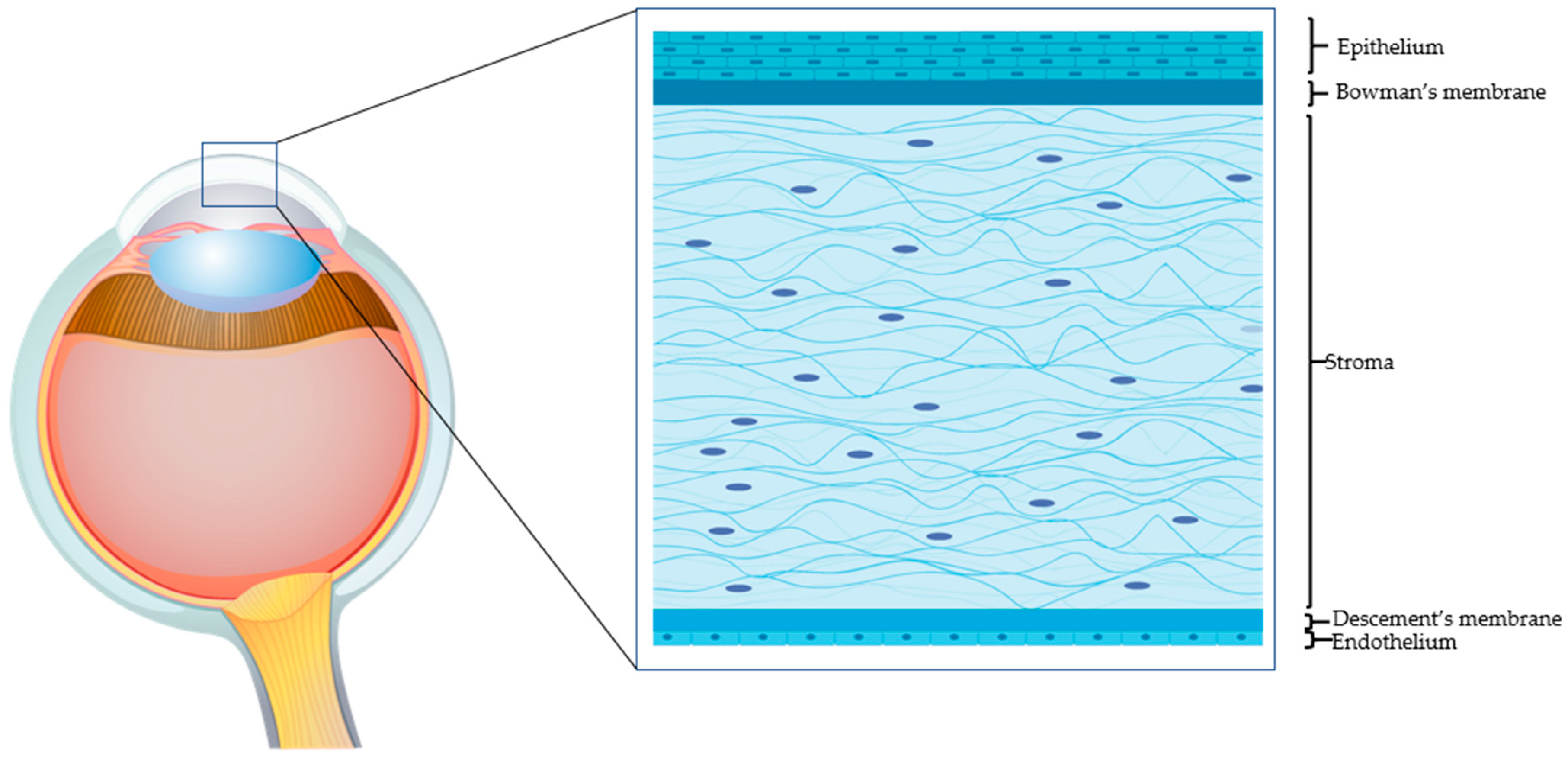 Jcm 10 00317 g001 Jcm 10 00317 g001